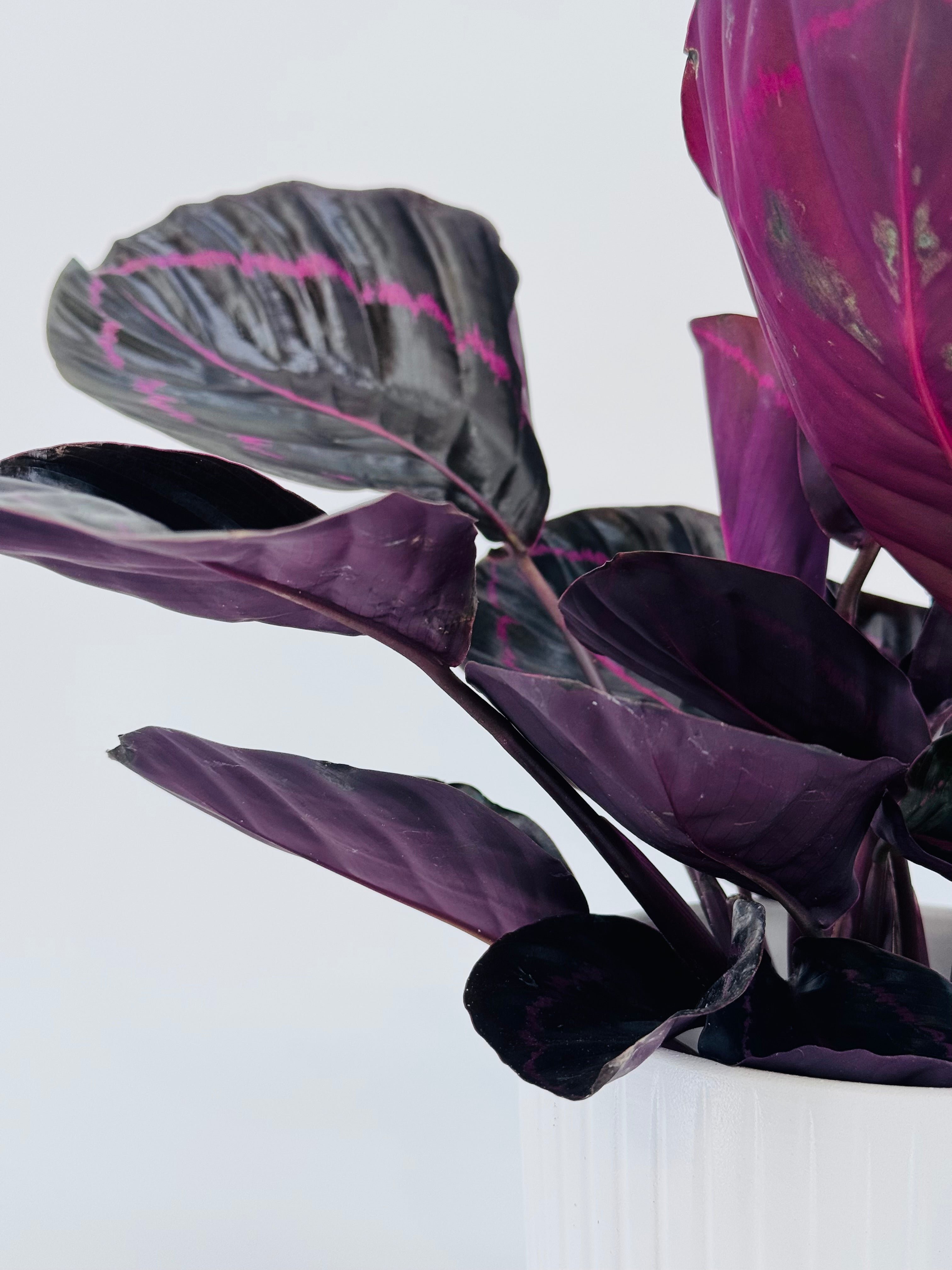 CALATHEA ROS. DOTTIE