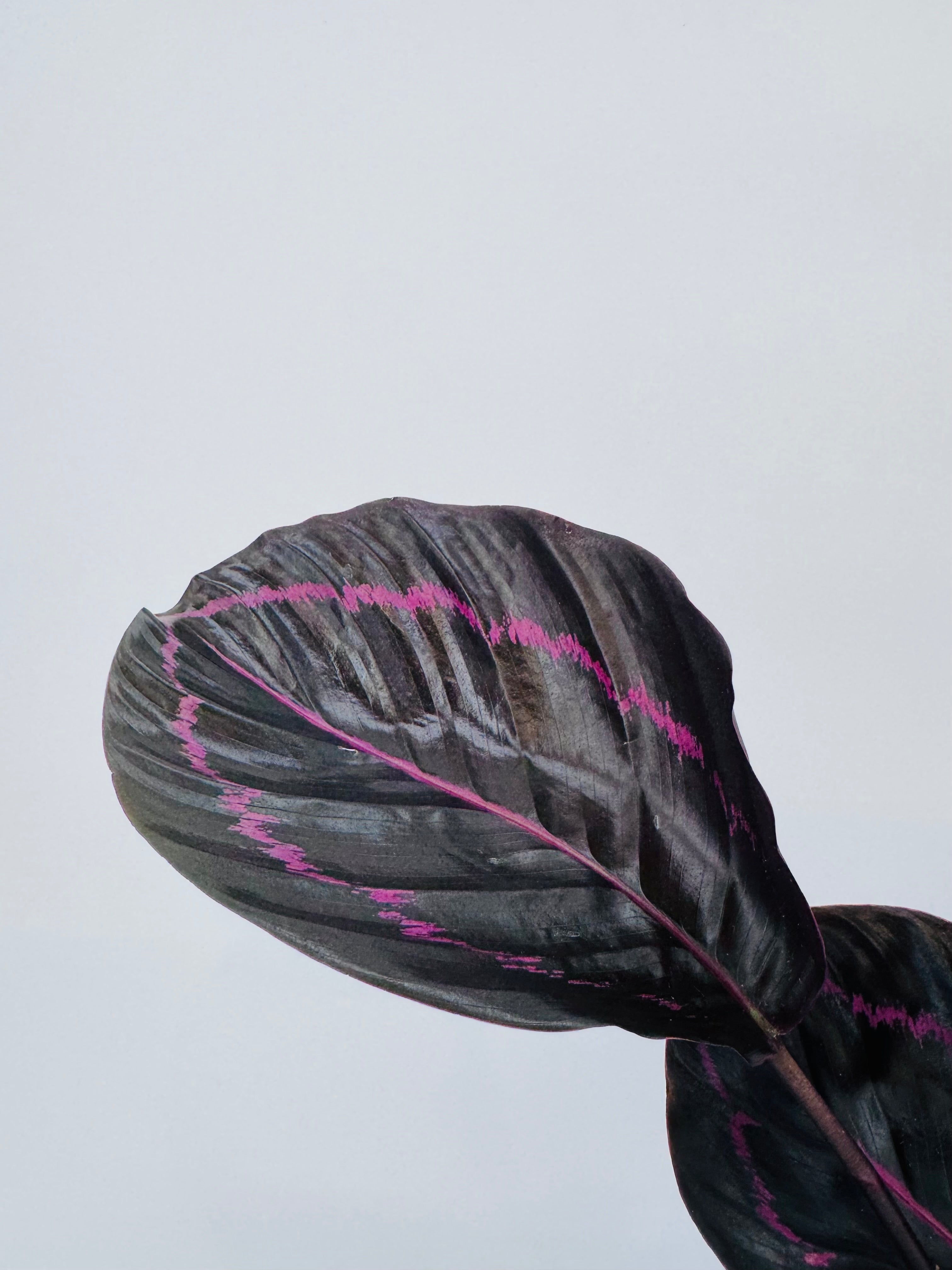 CALATHEA ROS. DOTTIE