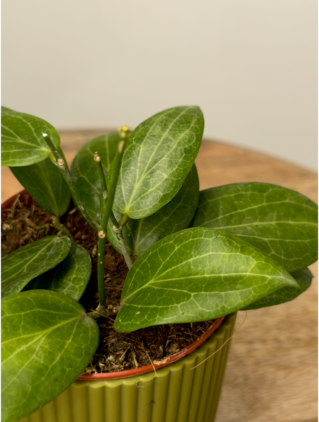 HOYA FITCHII M9