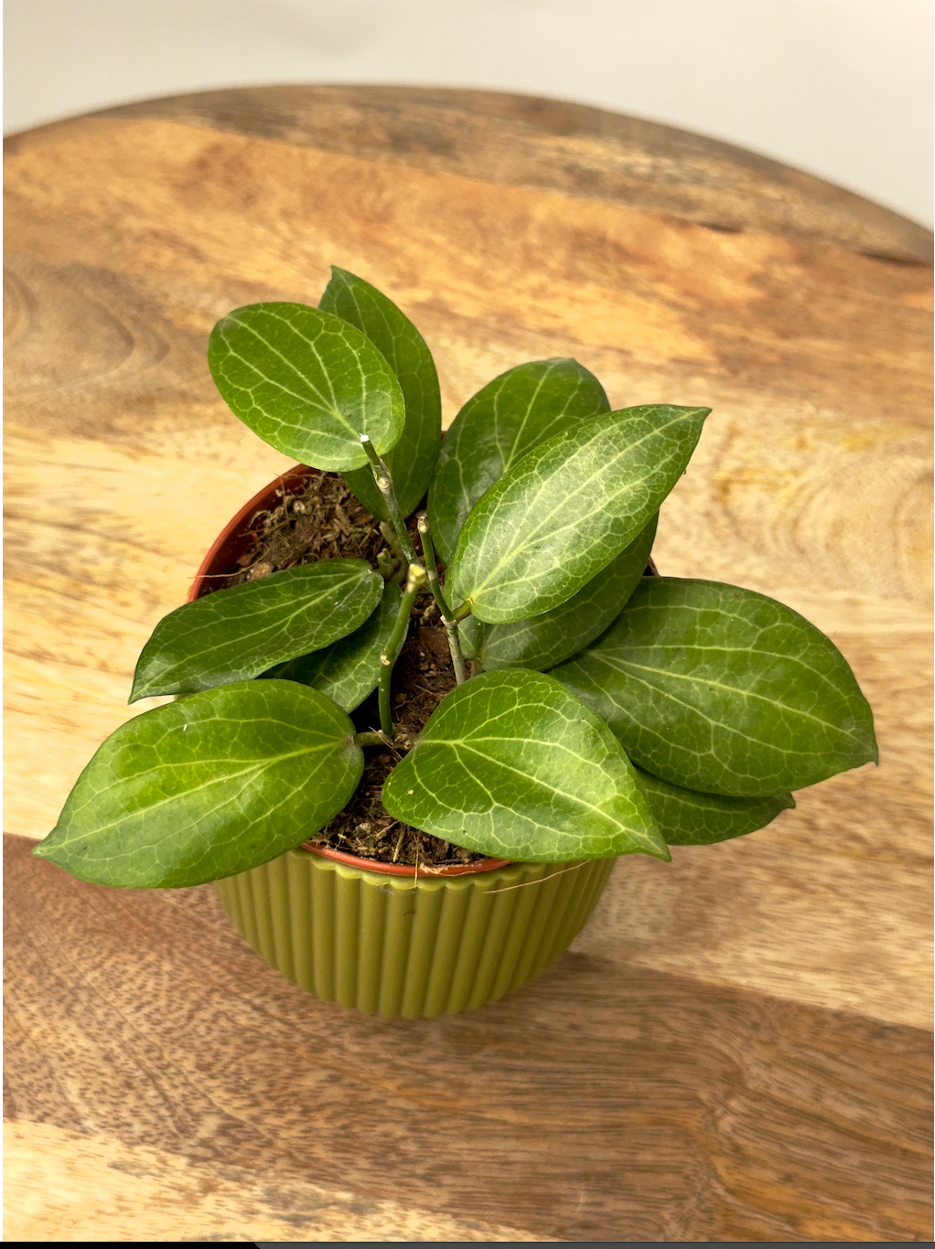 HOYA FITCHII M9