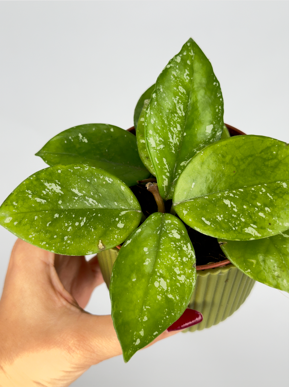 HOYA CARNOSA 'FRECKLES SPLASH M9