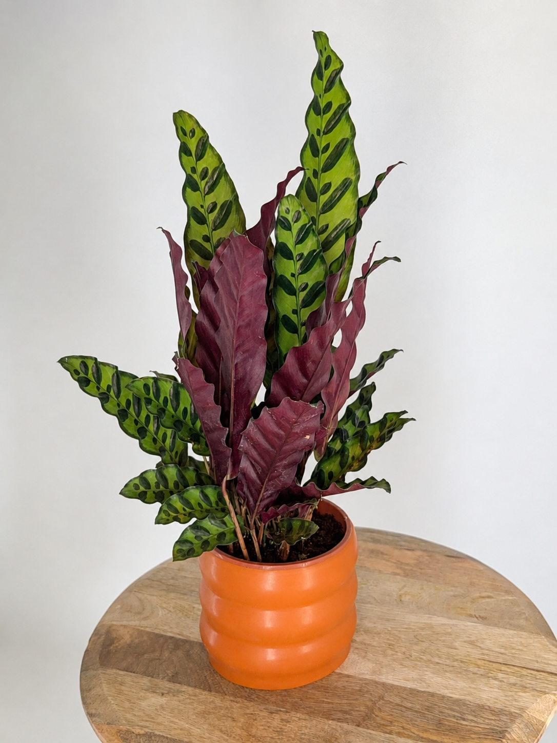 CALATHEA INSIGNE LACTIFOLIA M14