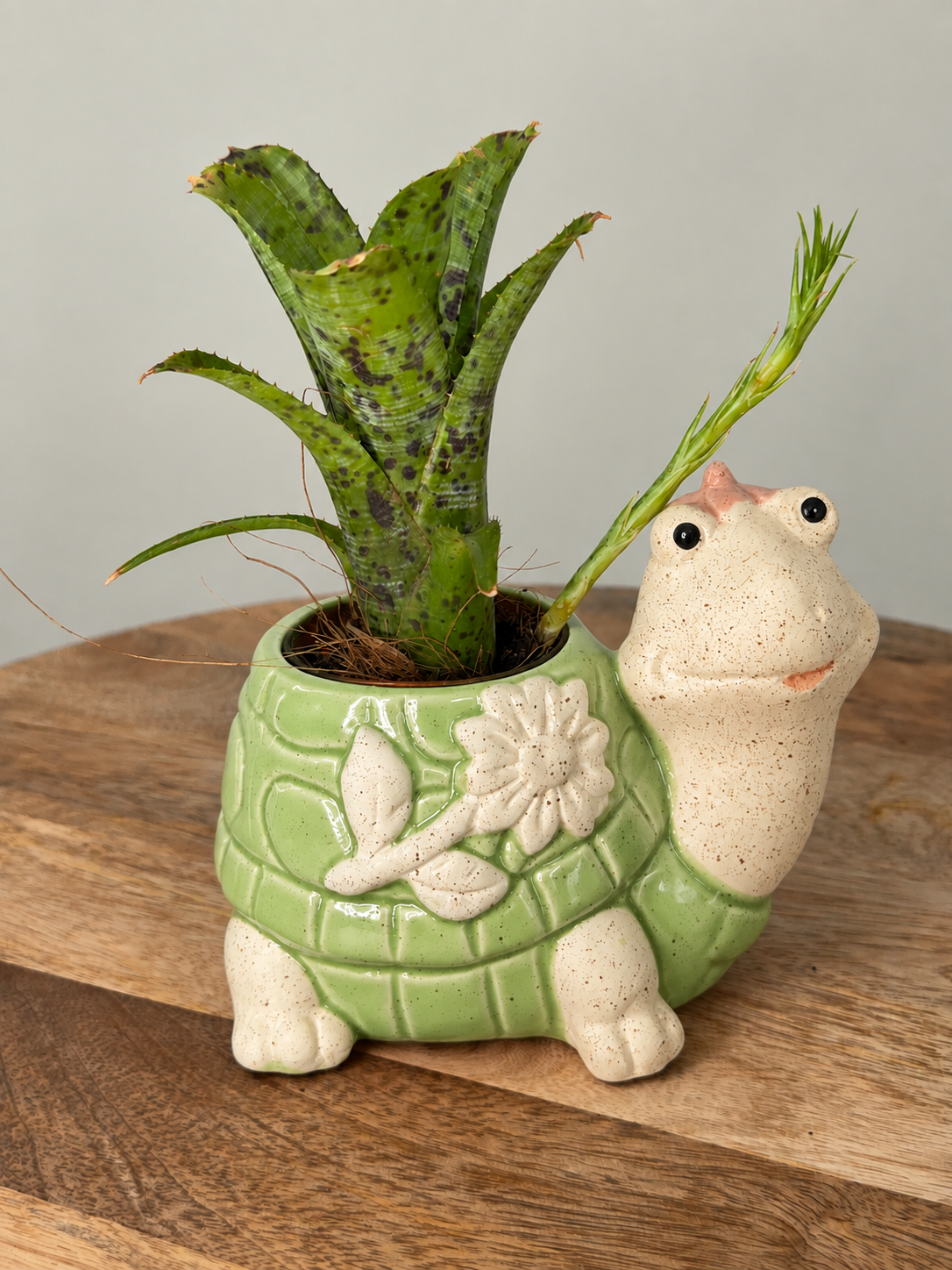MACETA DE TORTUGA DE FLORES 11CM 3ASS