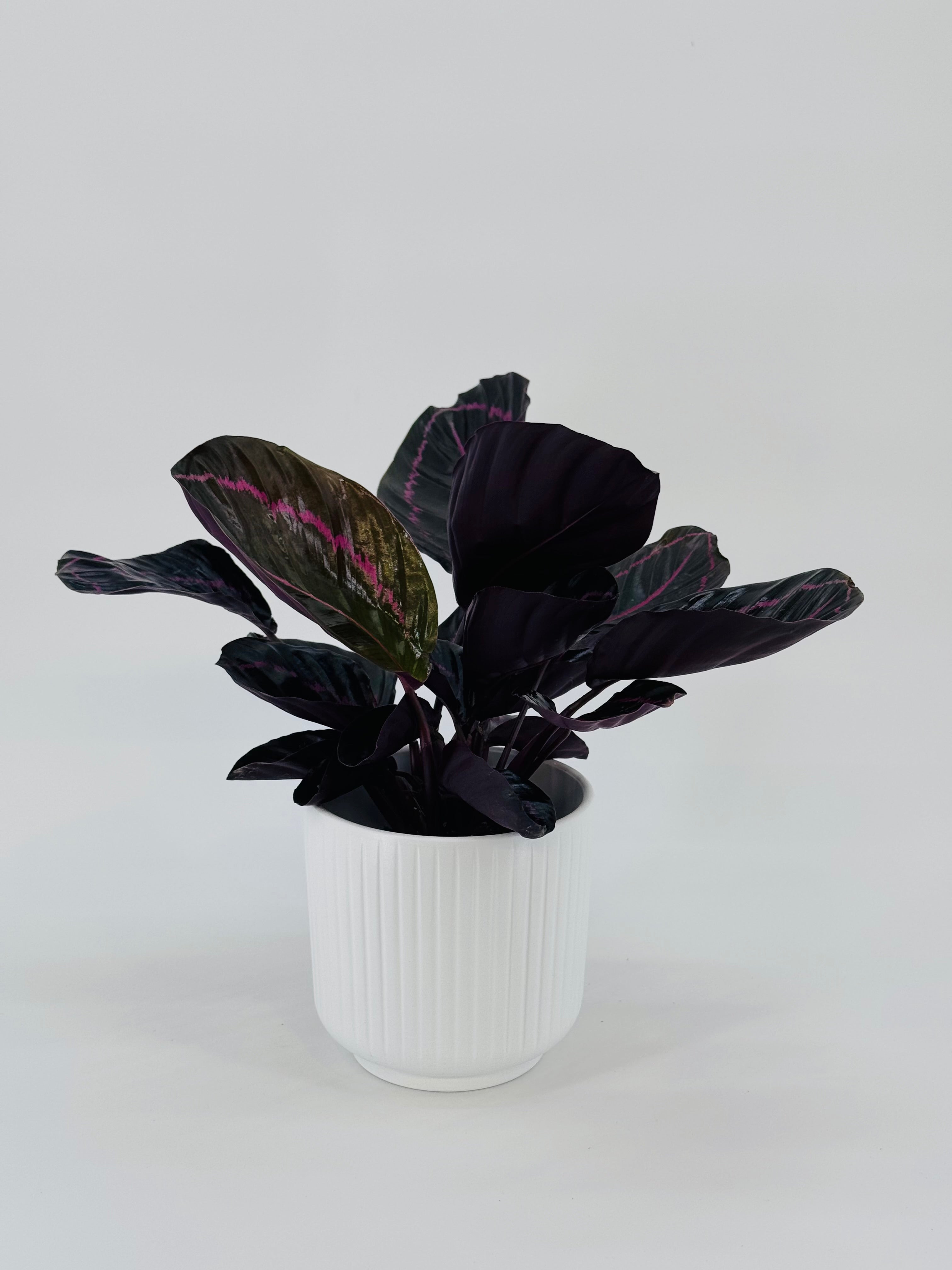 CALATHEA ROS. DOTTIE