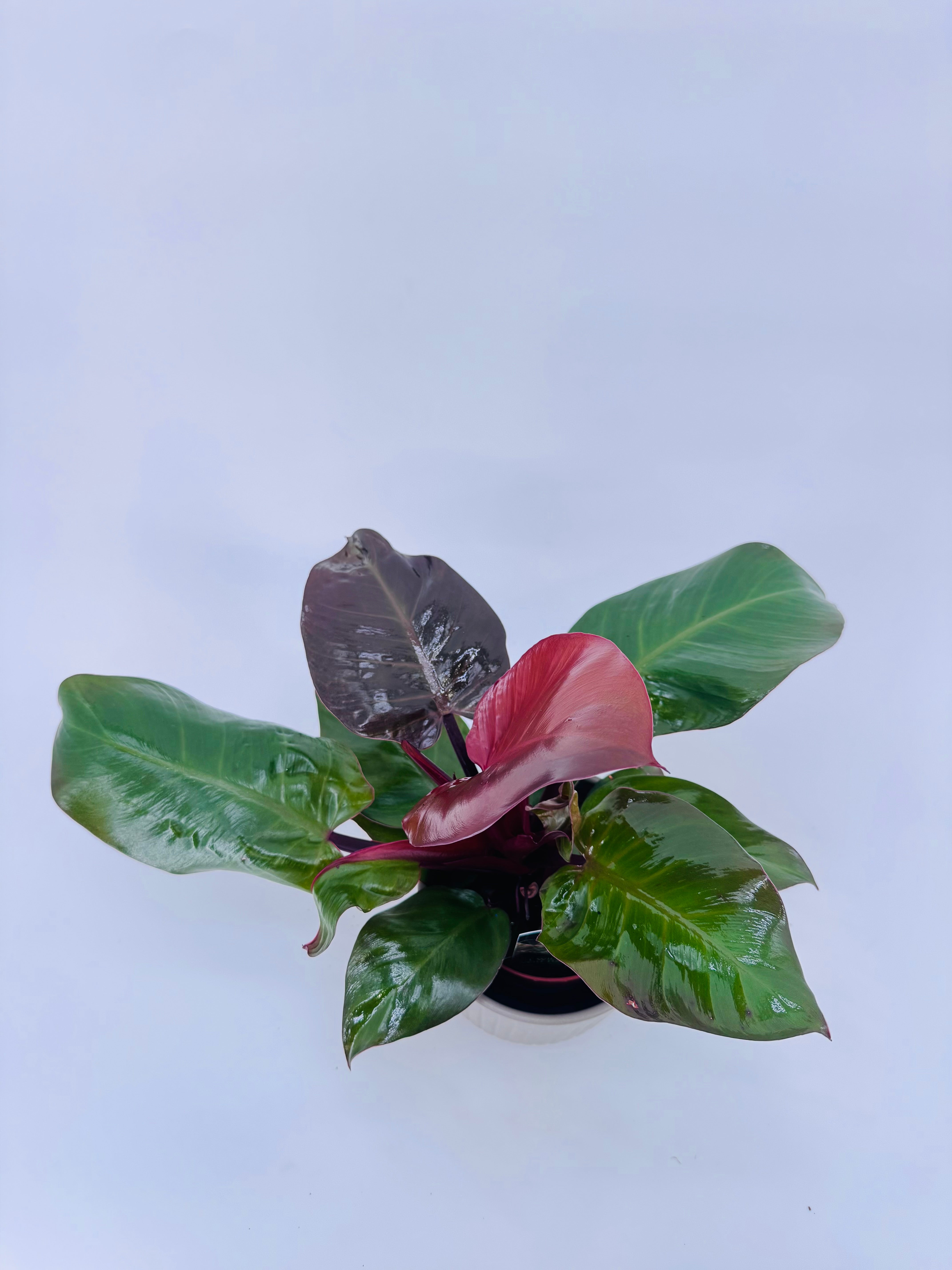 PHILODENDRON SUNLIGHT M12