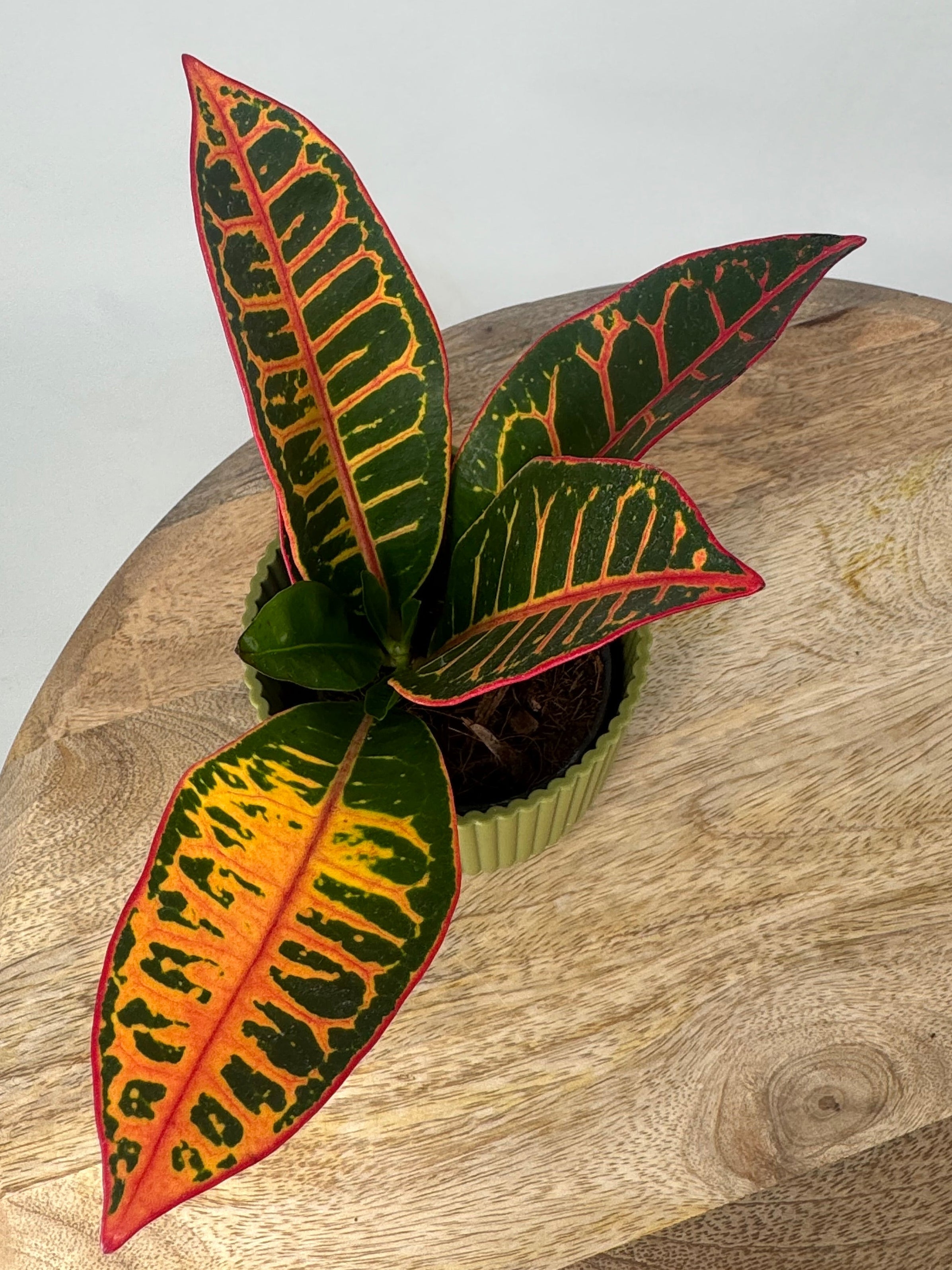 CODIAEUM VAR PETRA