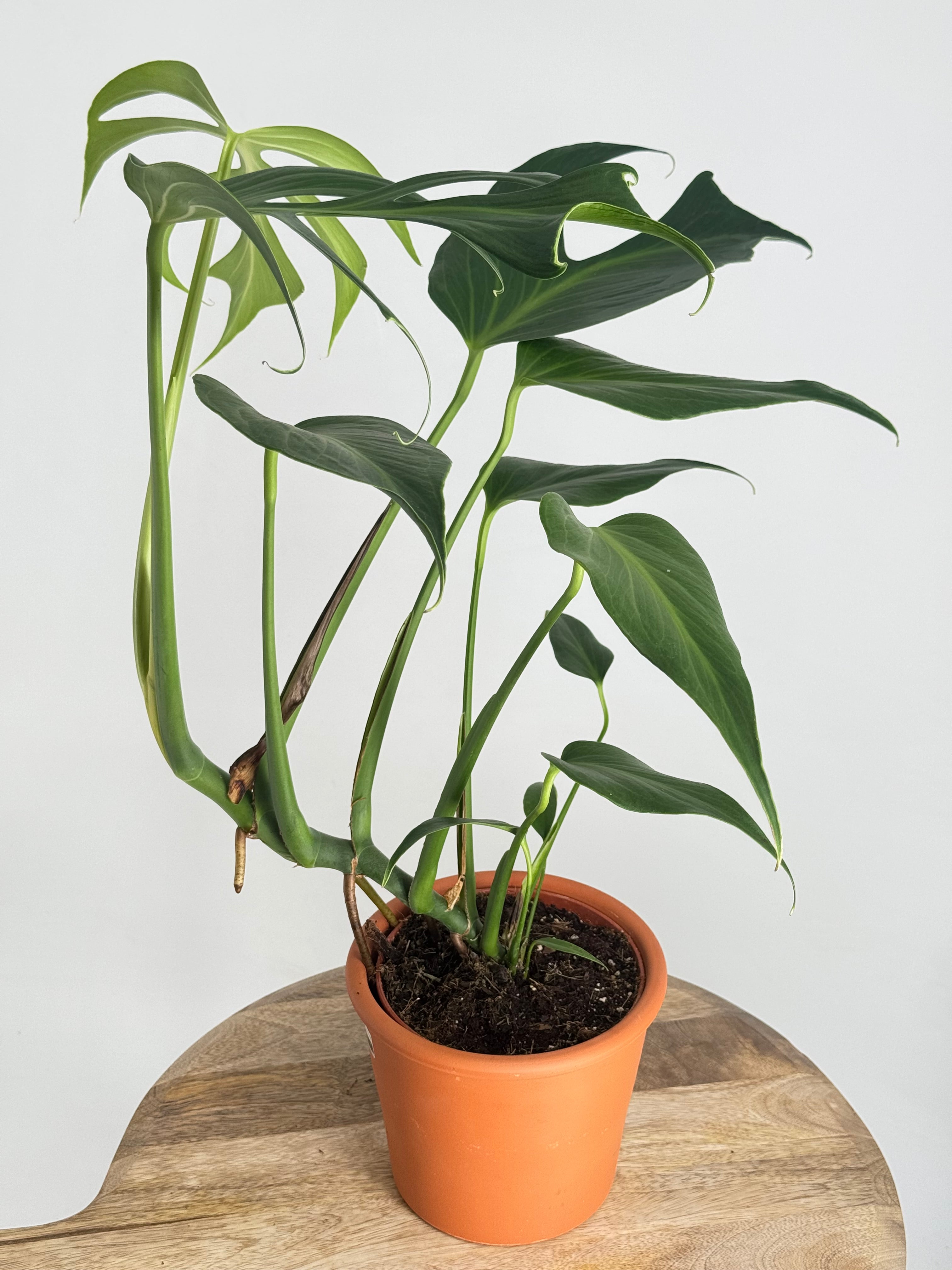 MONSTERA BURLE MARX M15