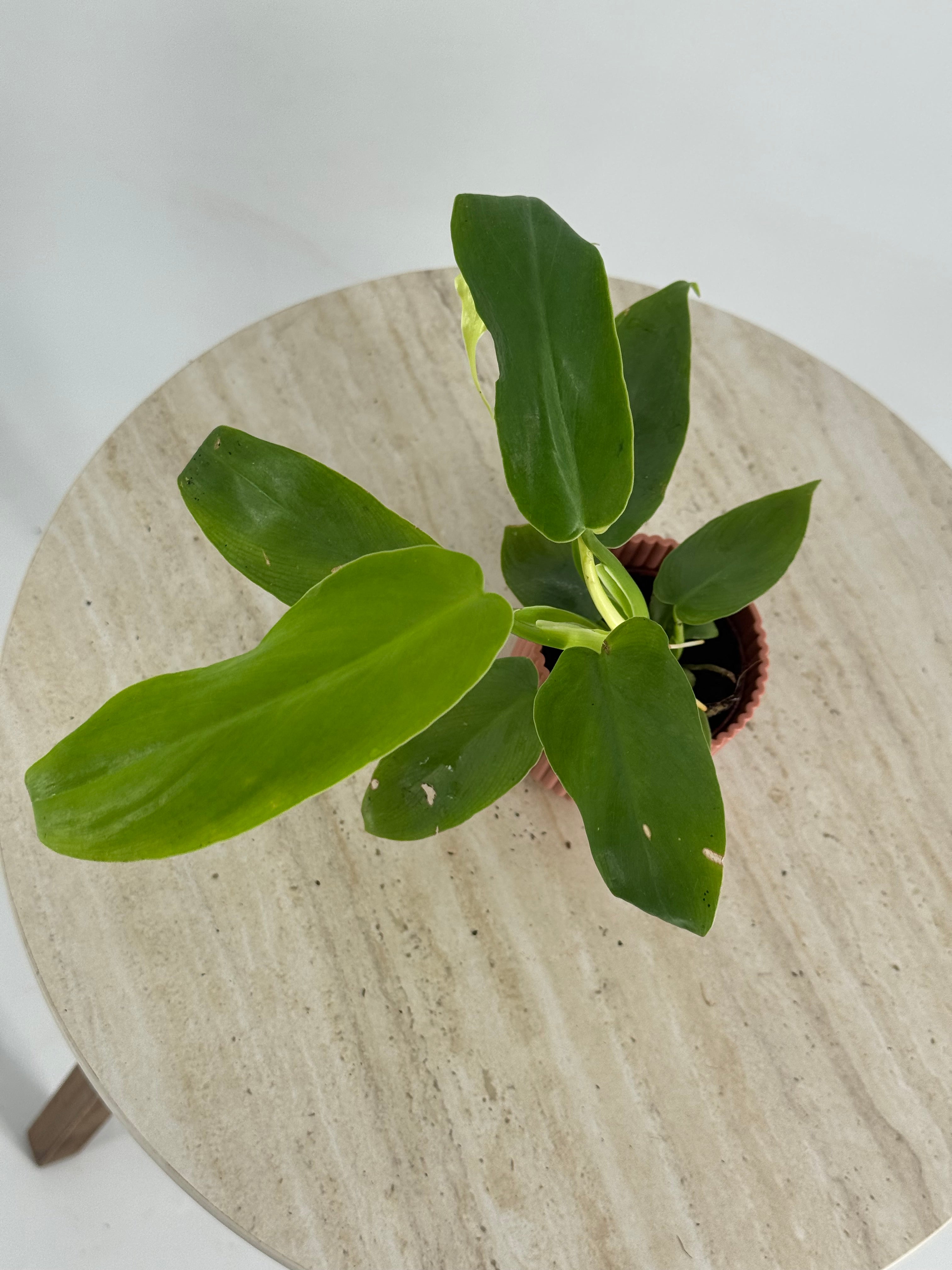 PHILODENDRON MIX M6