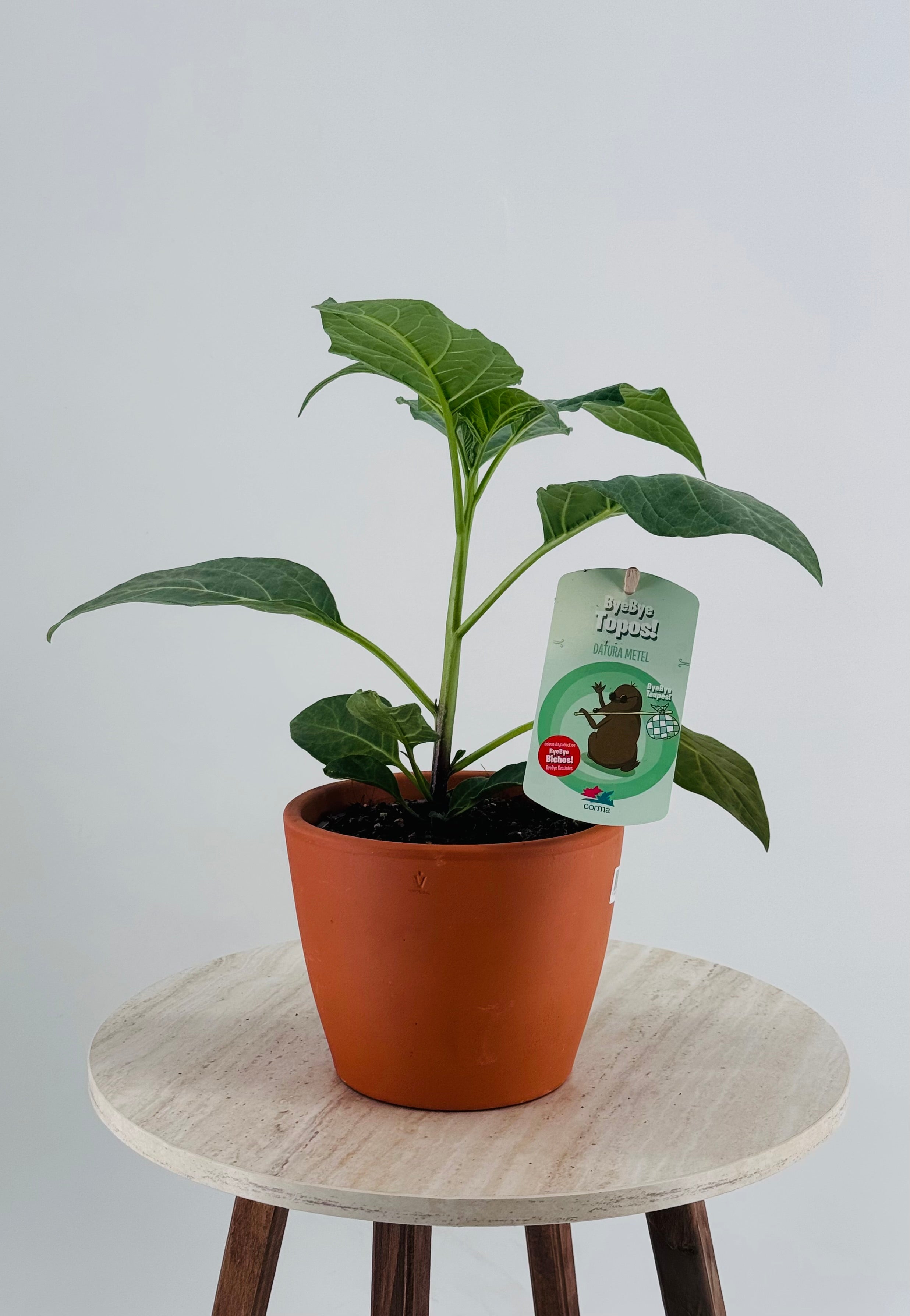 DATURA METEL M13 BYE TOPOS