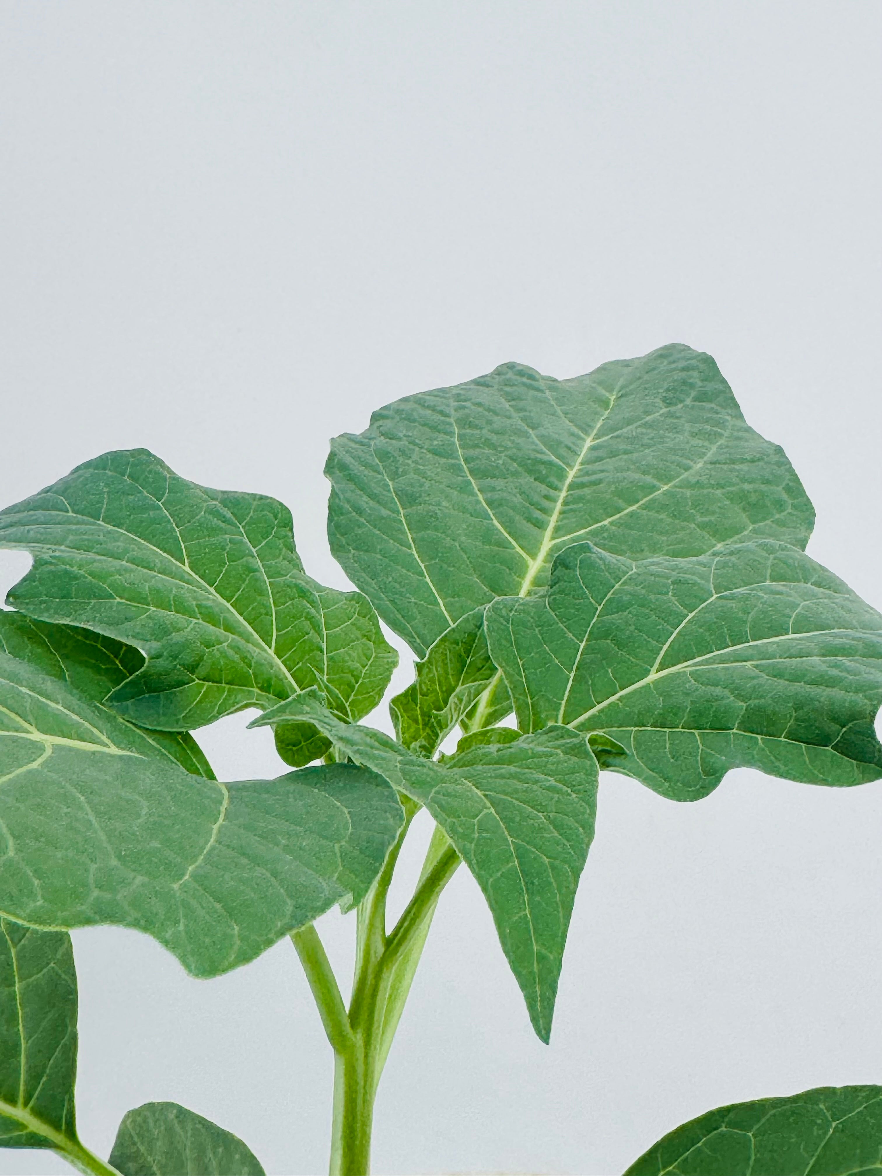 DATURA METEL M13 BYE TOPOS
