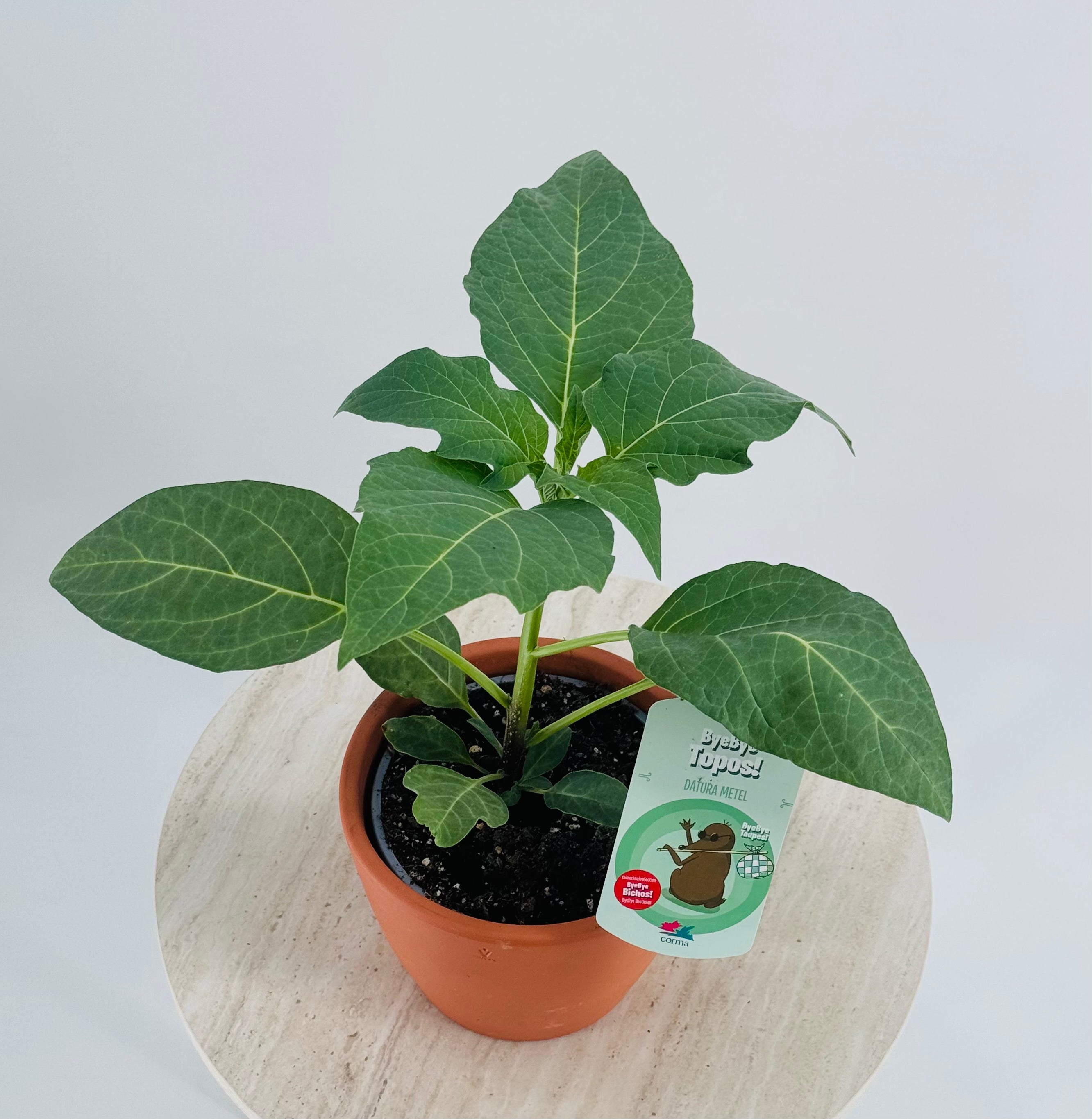 DATURA METEL M13 BYE TOPOS