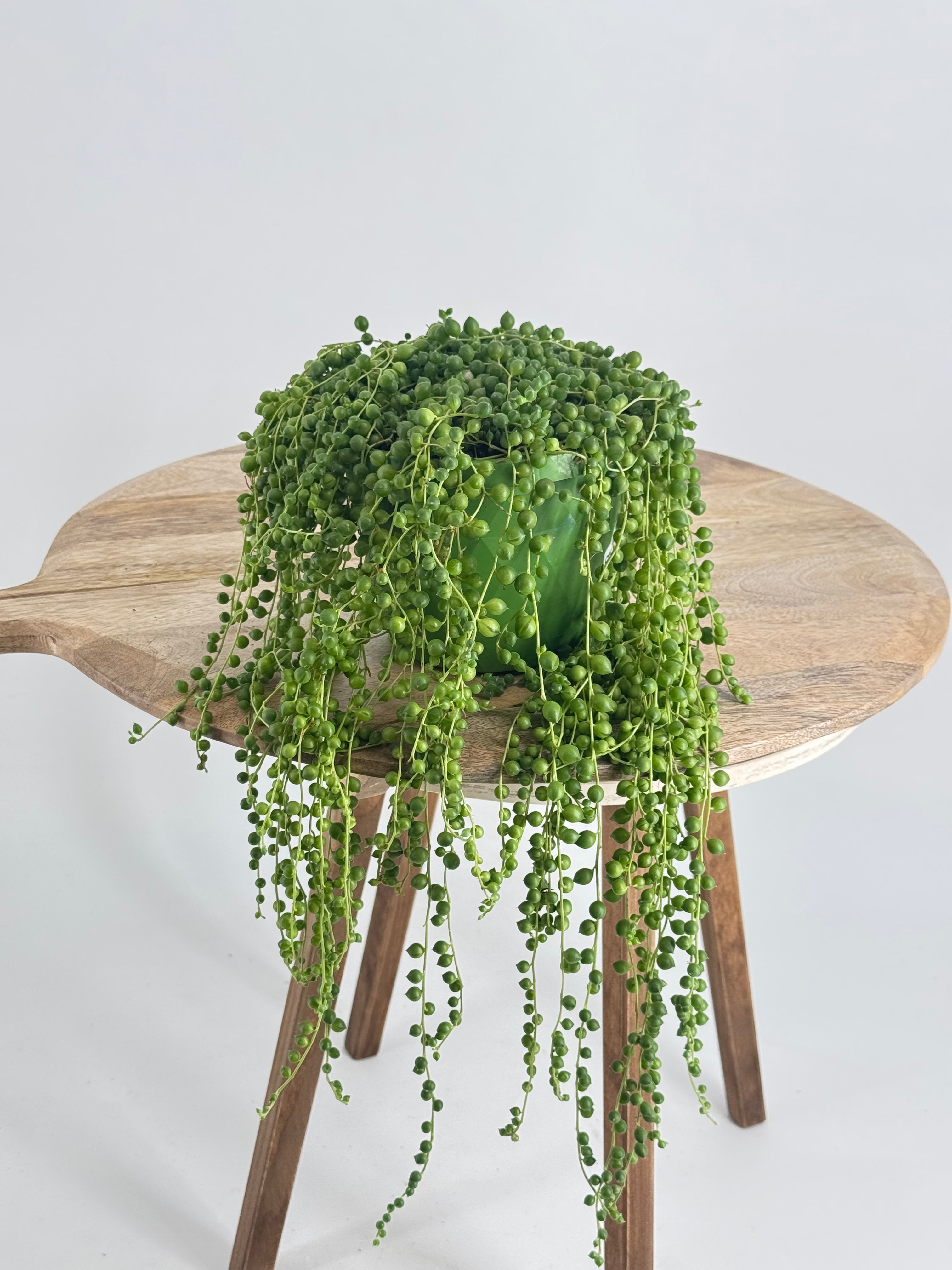 SENECIO ROWLEYANUS M14