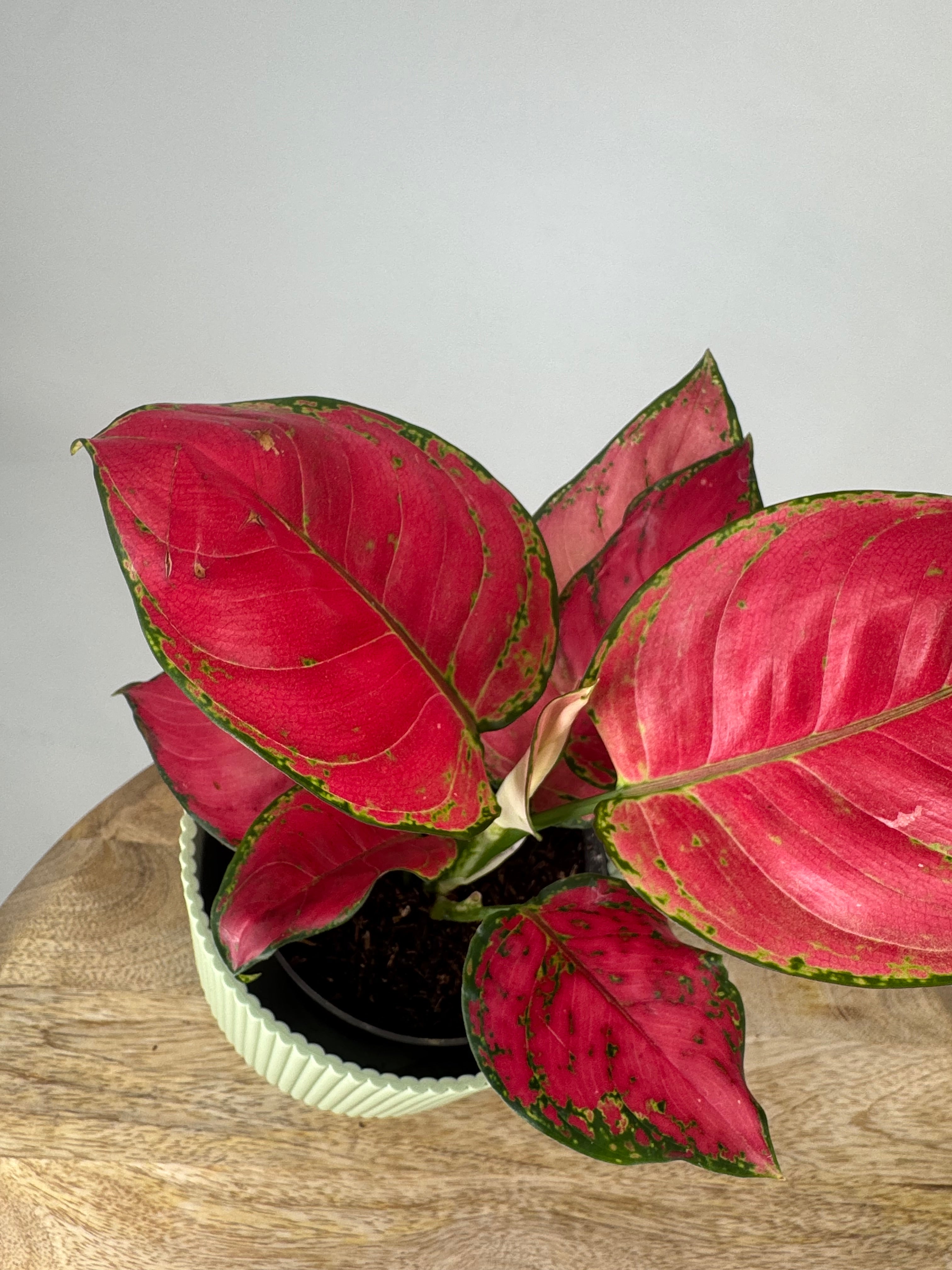 AGLAONEMA RED JOY M12