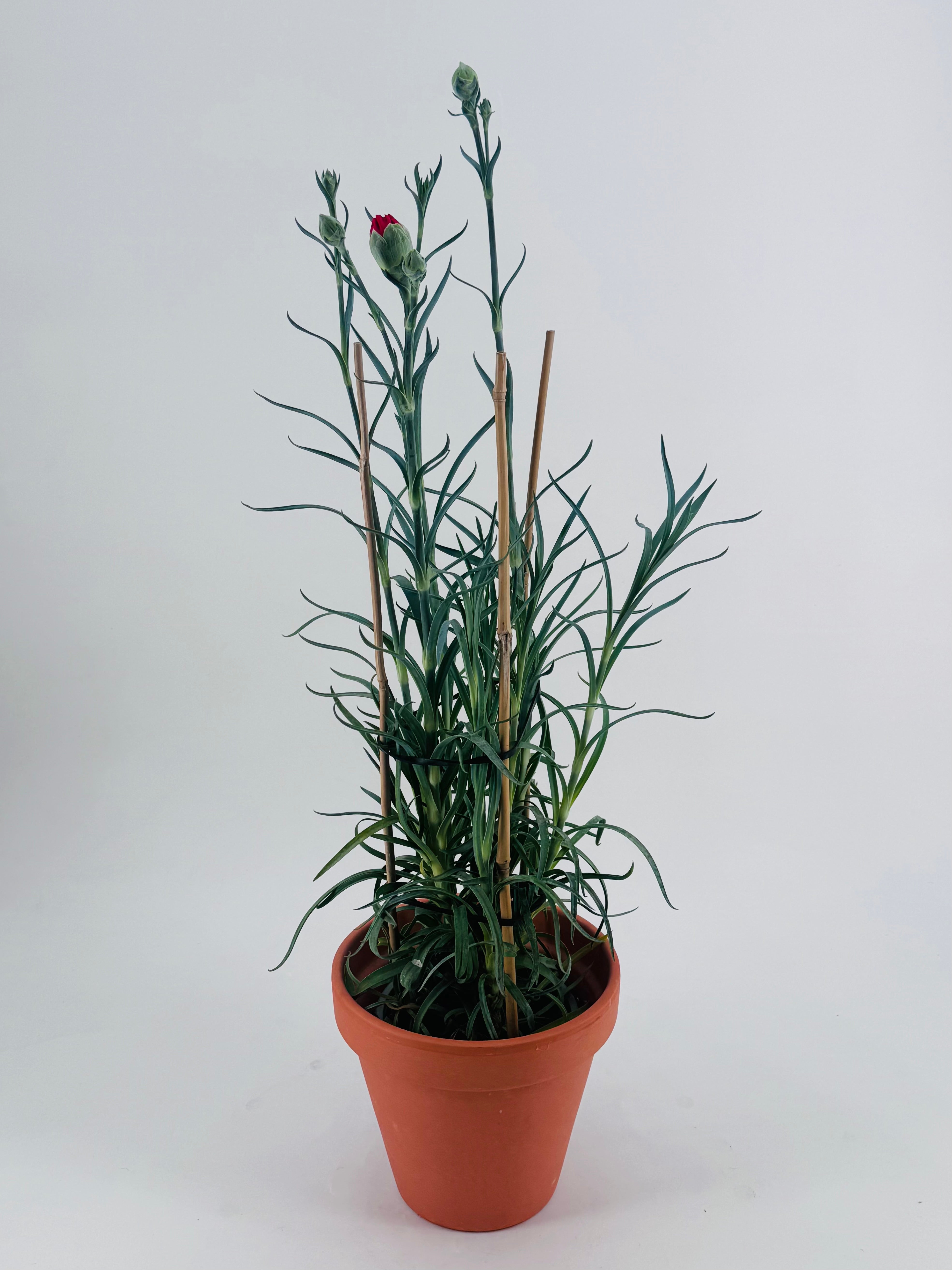 DIANTHUS CARYOPHYLLUS 3CAÑAS M15