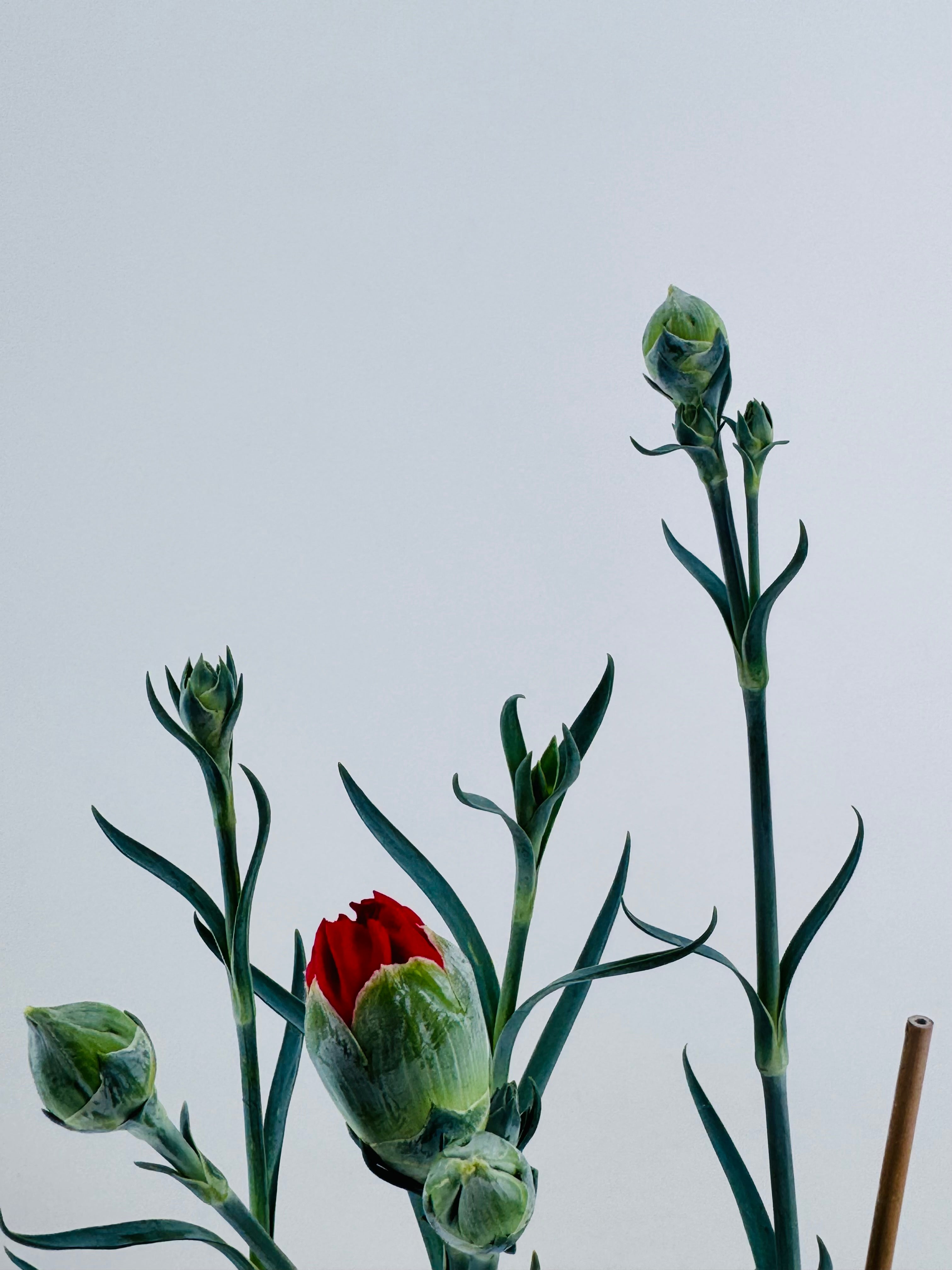 DIANTHUS CARYOPHYLLUS 3CAÑAS M15