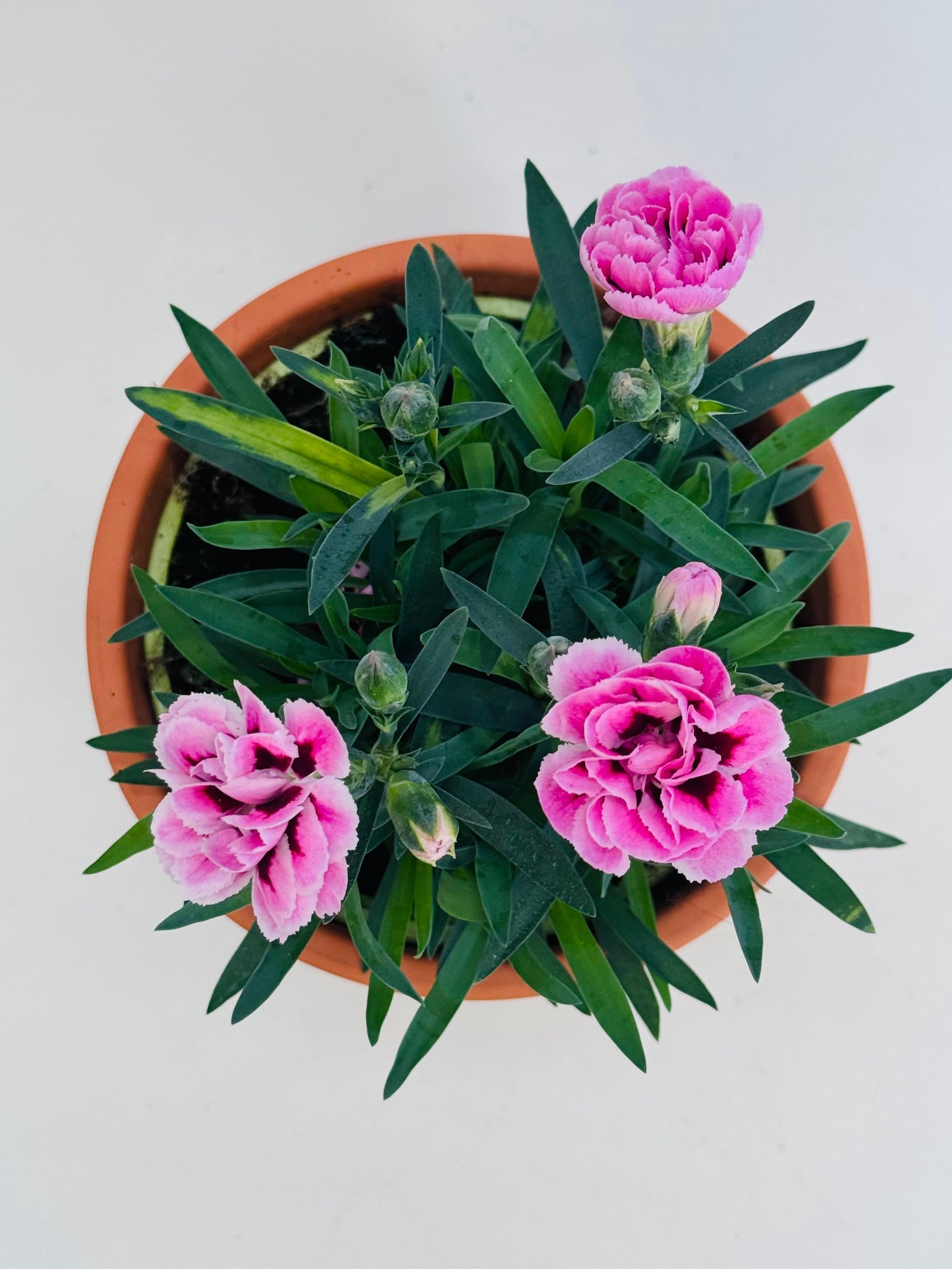 DIANTHUS SUNFLOR FM13
