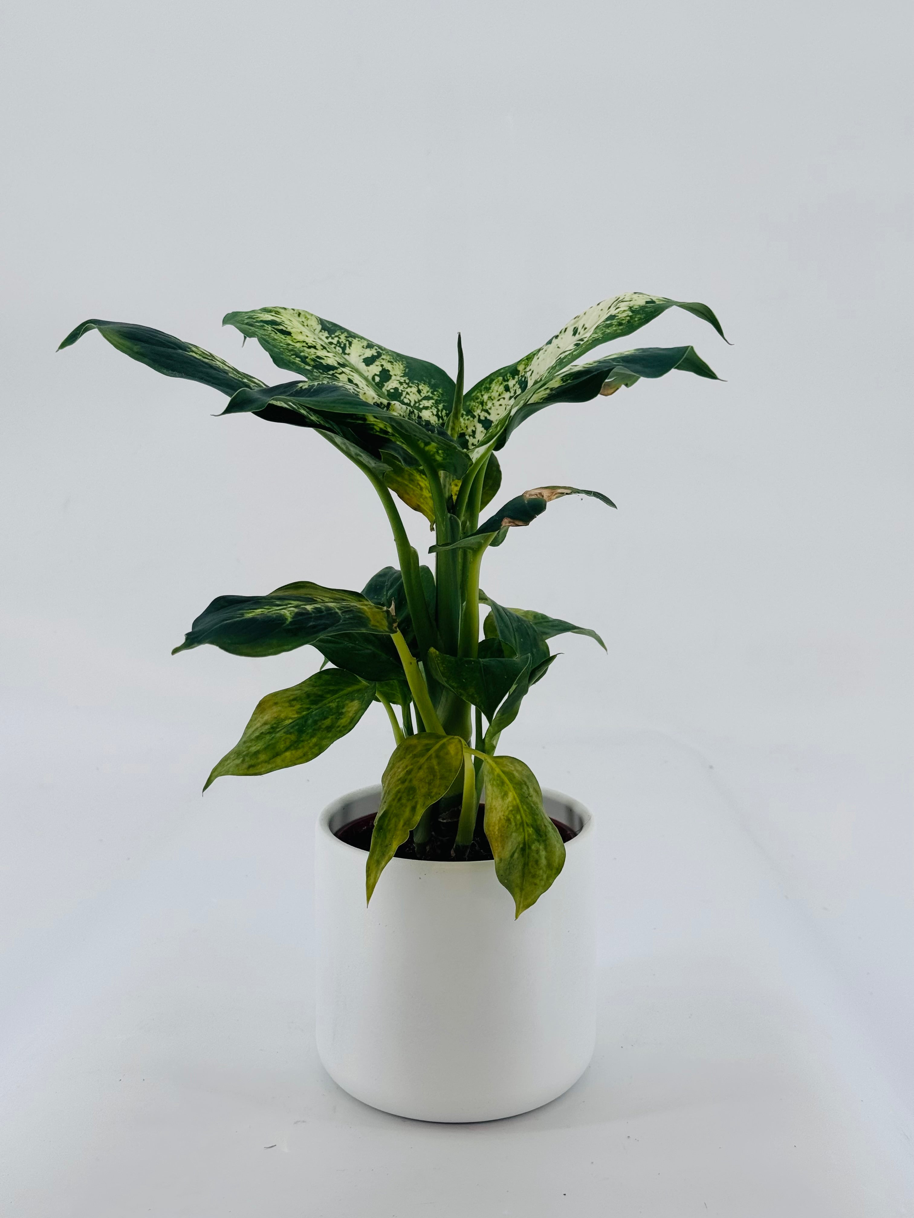 DIEFFEMBACHIA CAMILLA M12