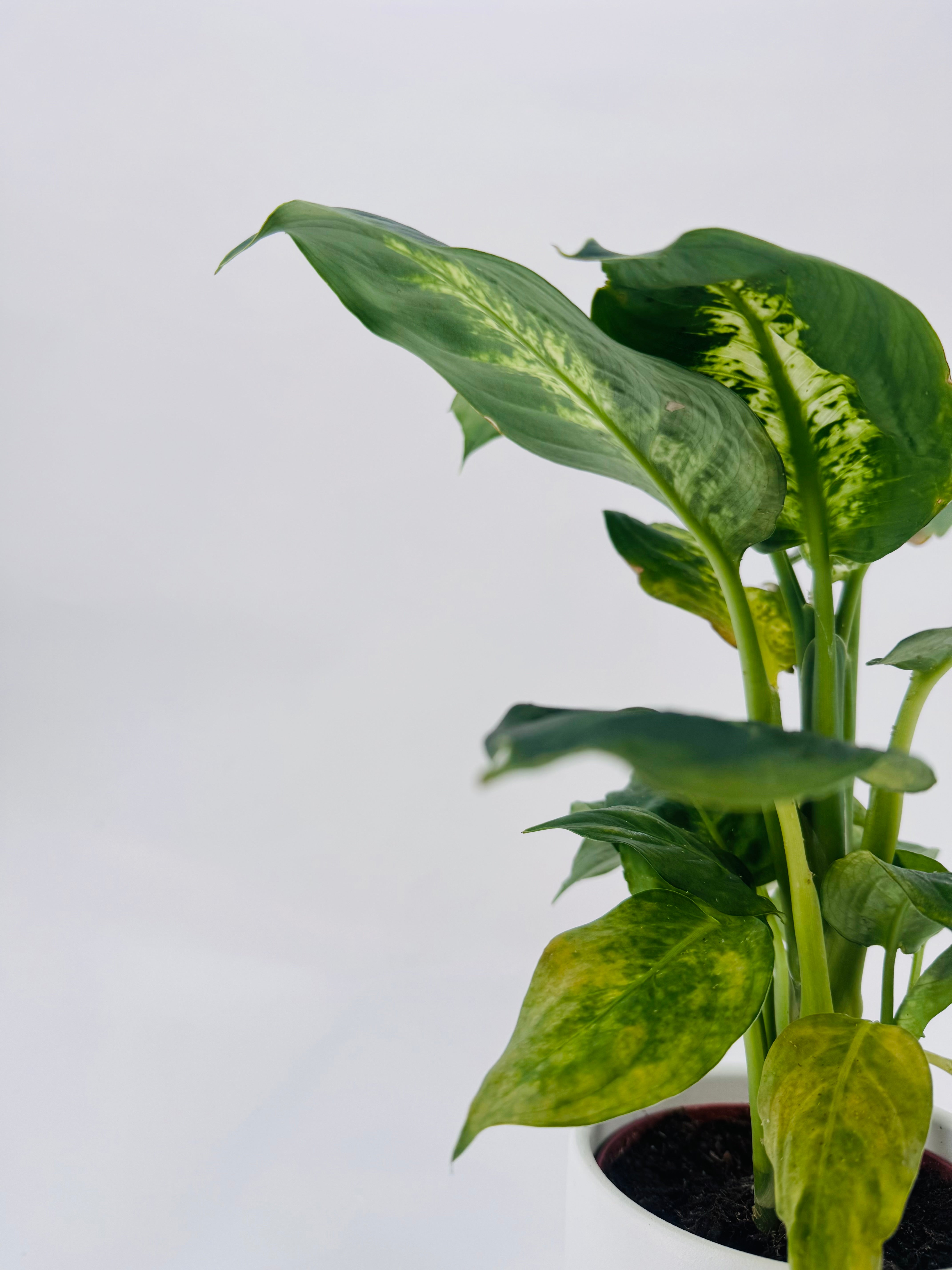 DIEFFEMBACHIA CAMILLA M12