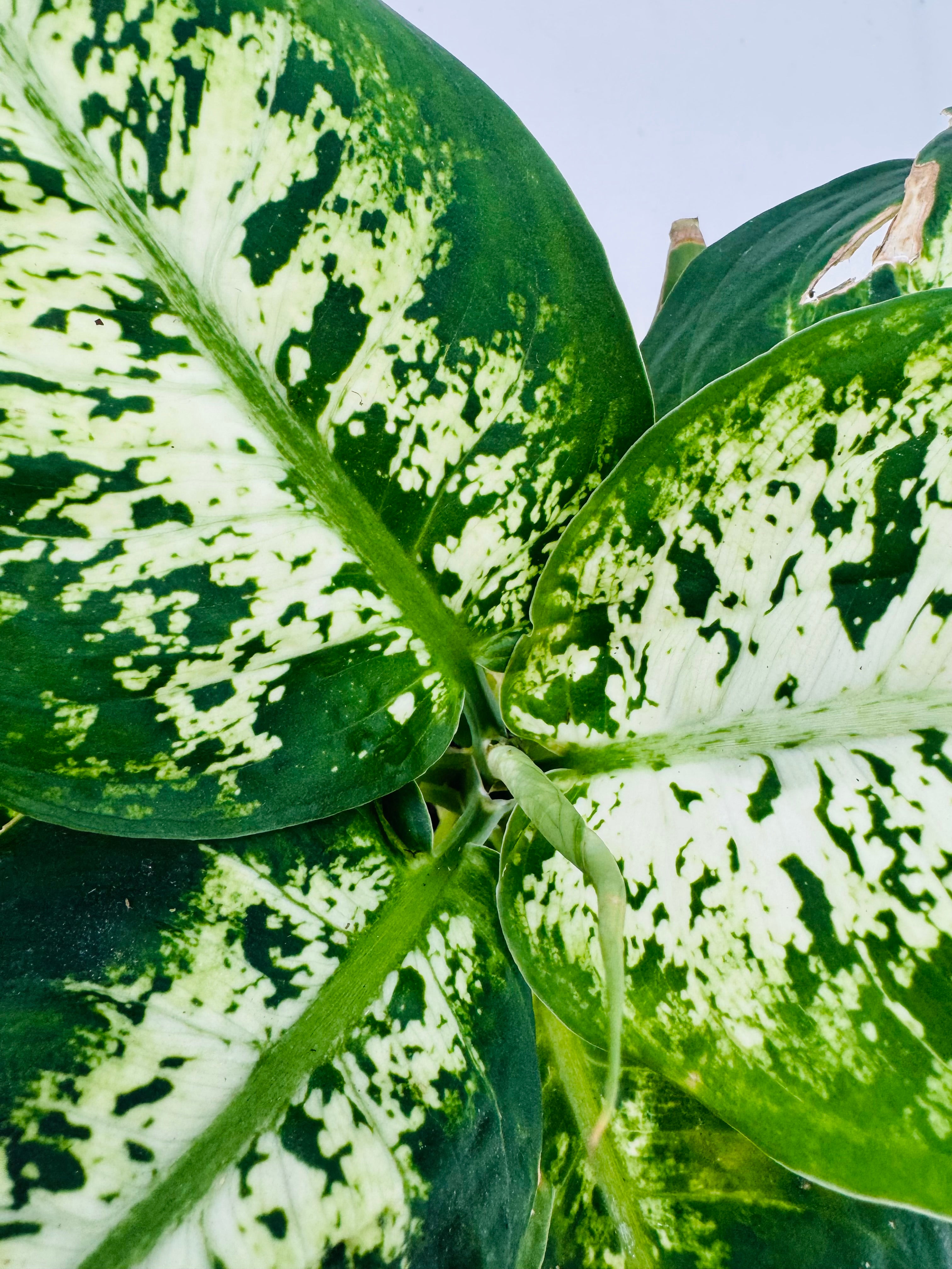 DIEFFEMBACHIA CAMILLA M12