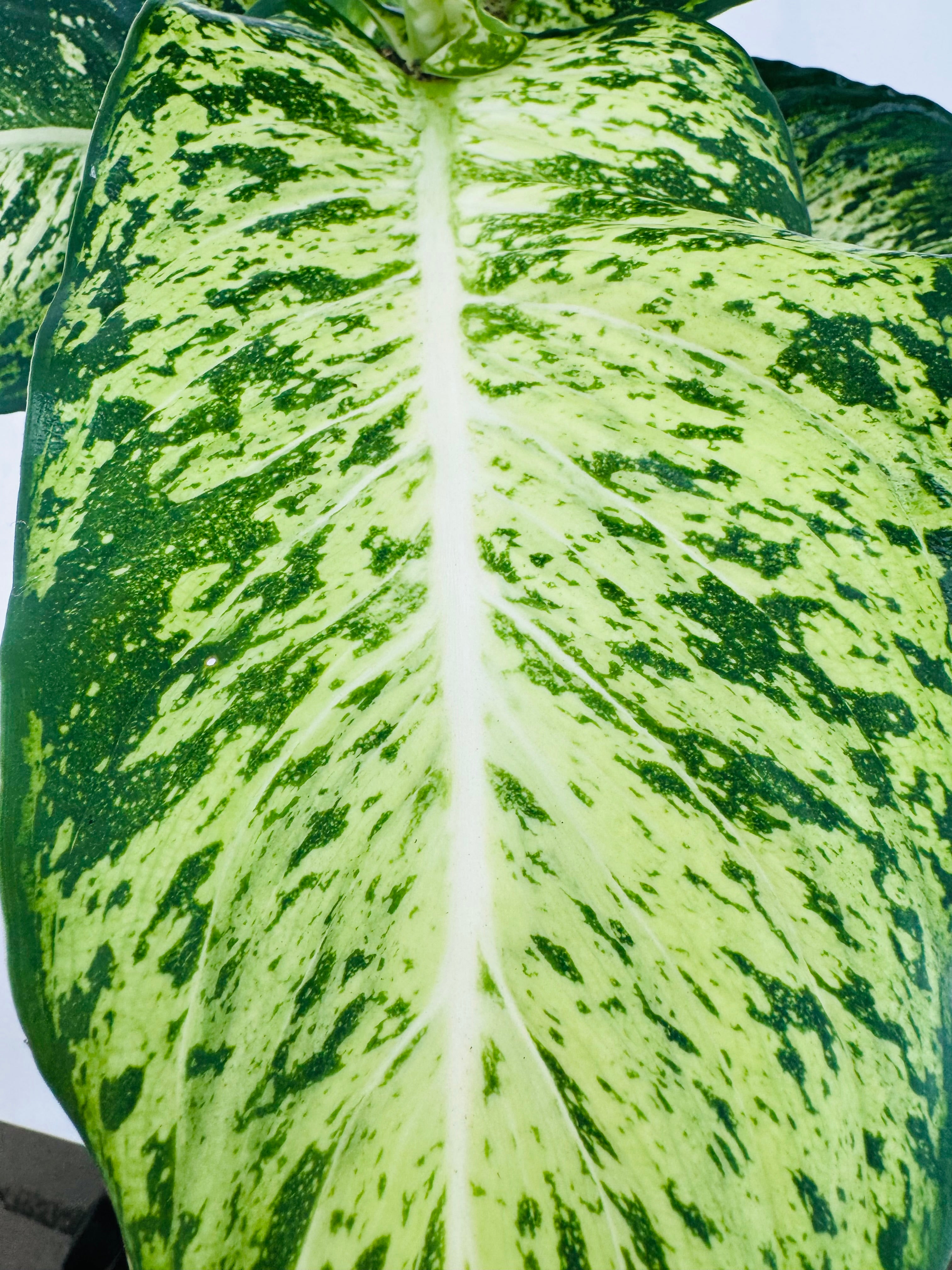 DIEFFENBACHIA MEZCLADO M17