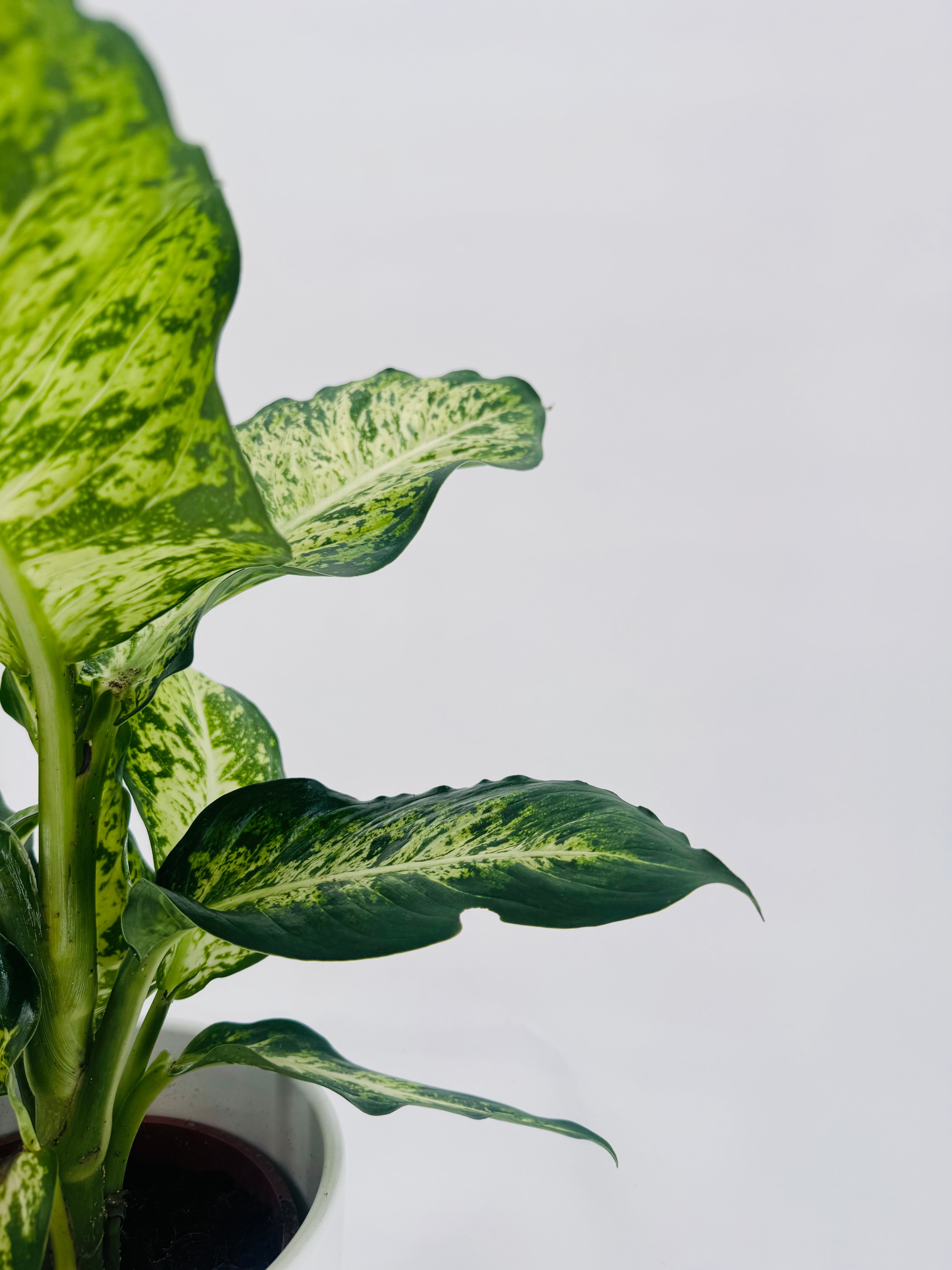 DIEFFENBACHIA MEZCLADO M17