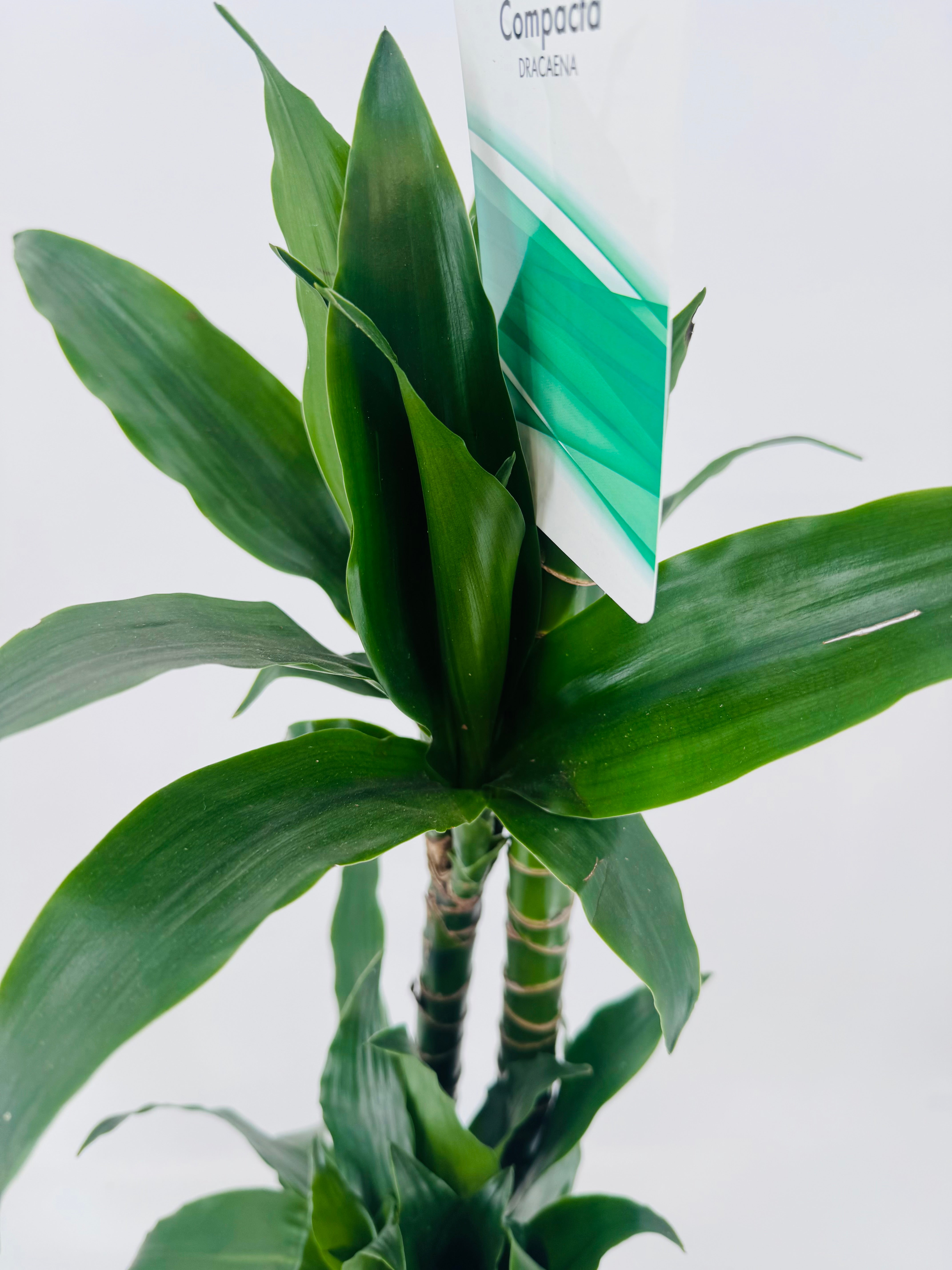 DRACAENA COMPACTA C22 90.60.30CM