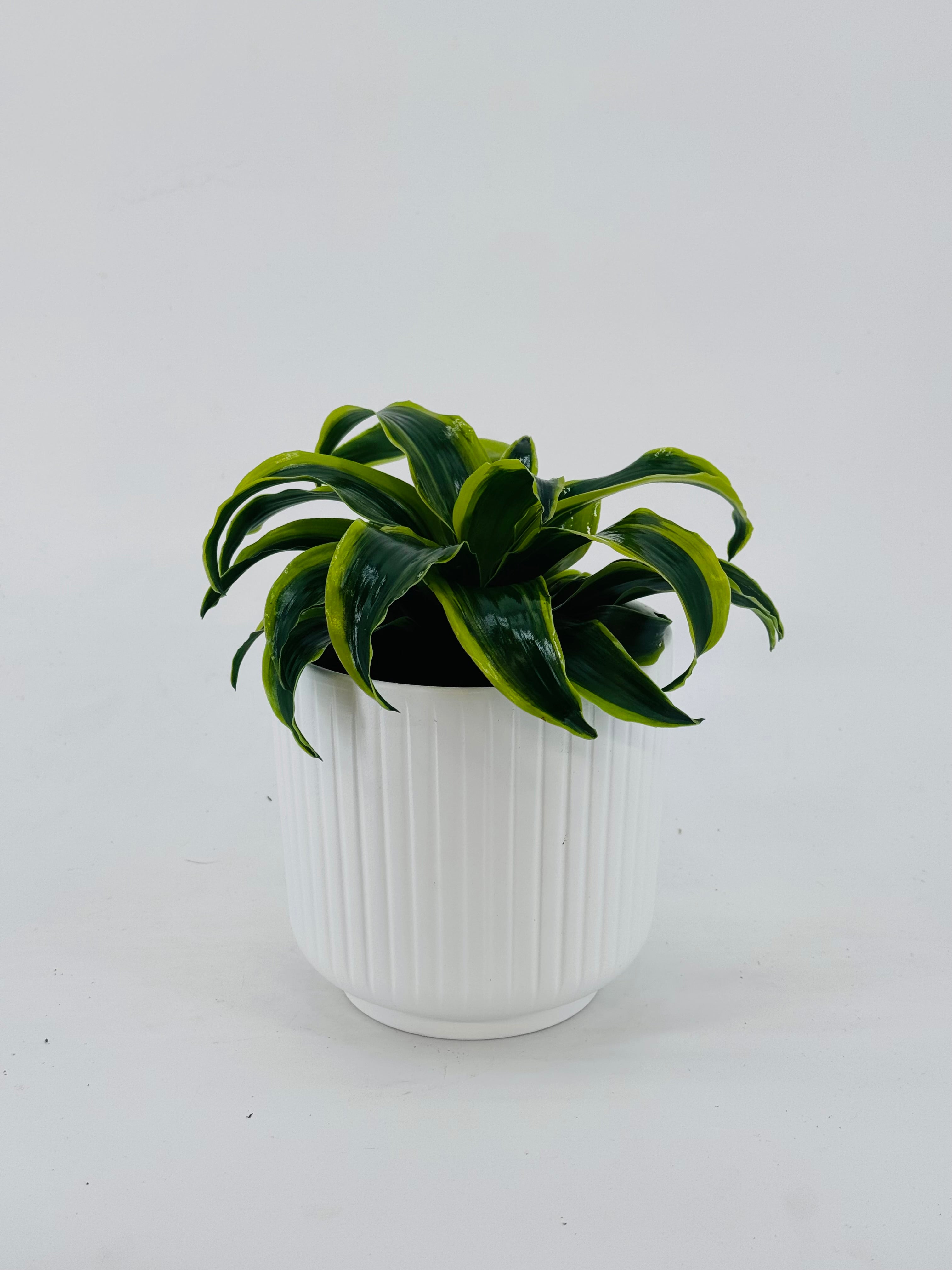 DRACAENA DRAGON MIX M12