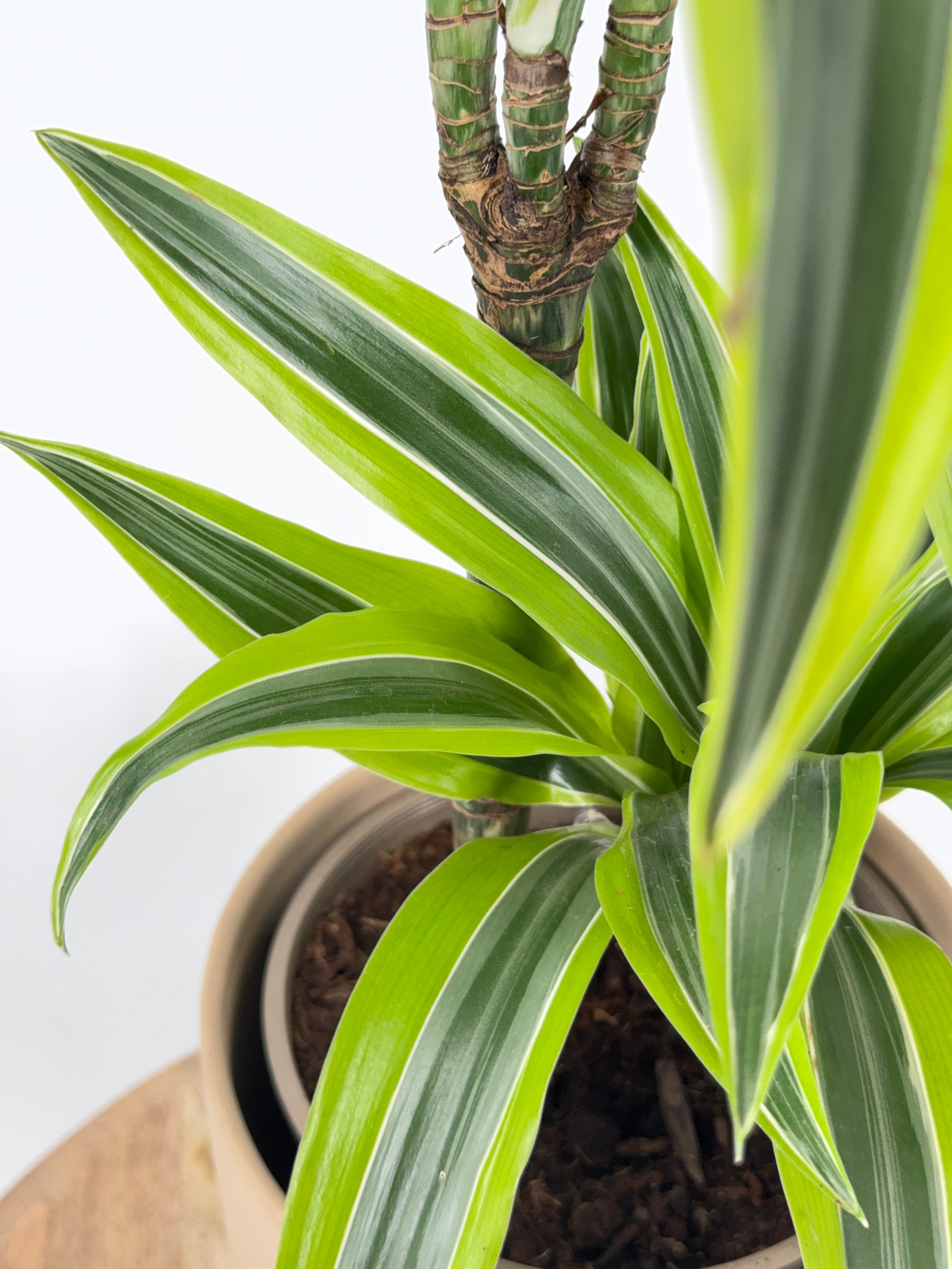 DRACAENA LEMON LIME C20