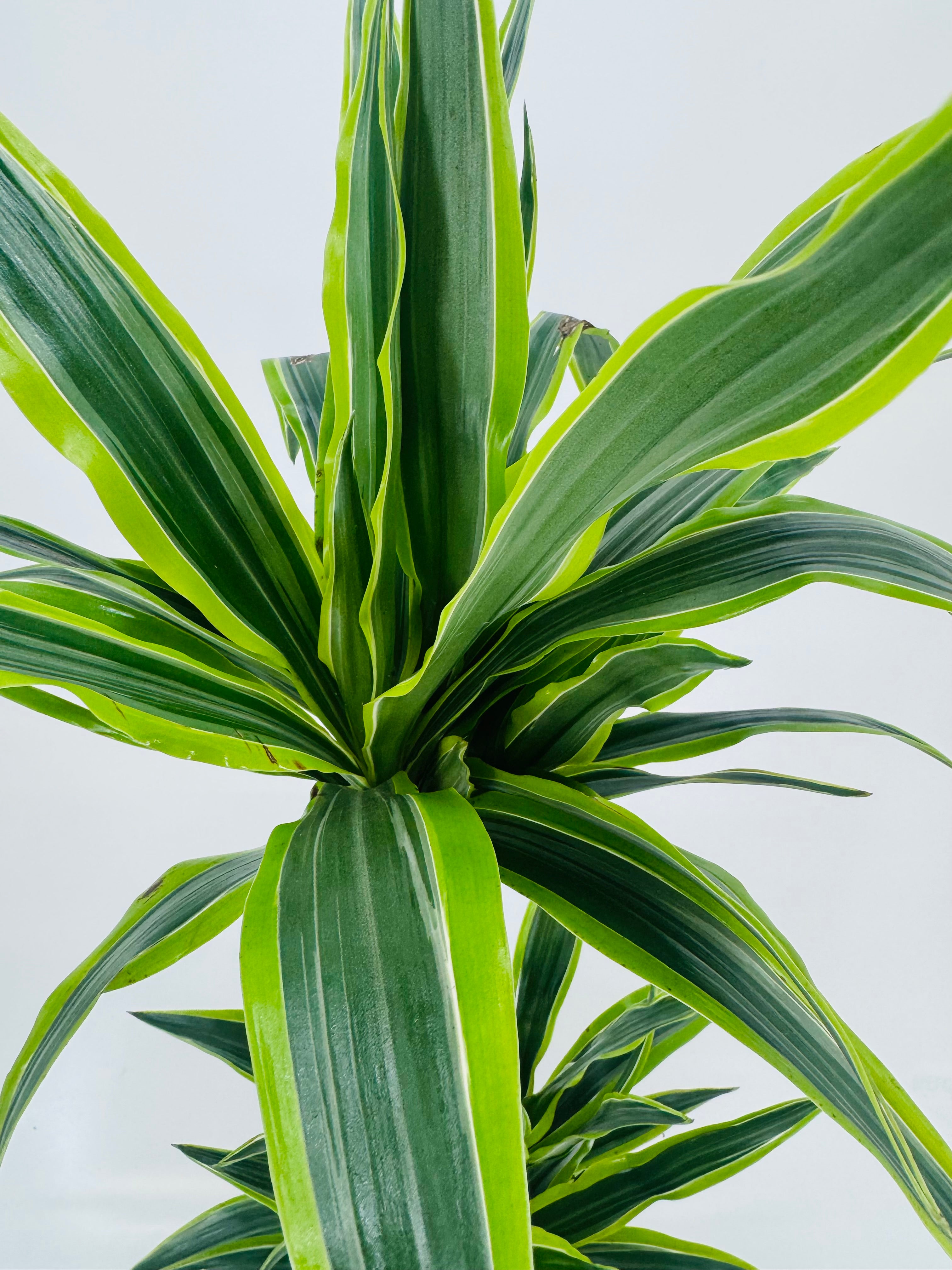 DRACAENA LEMON LIME C20