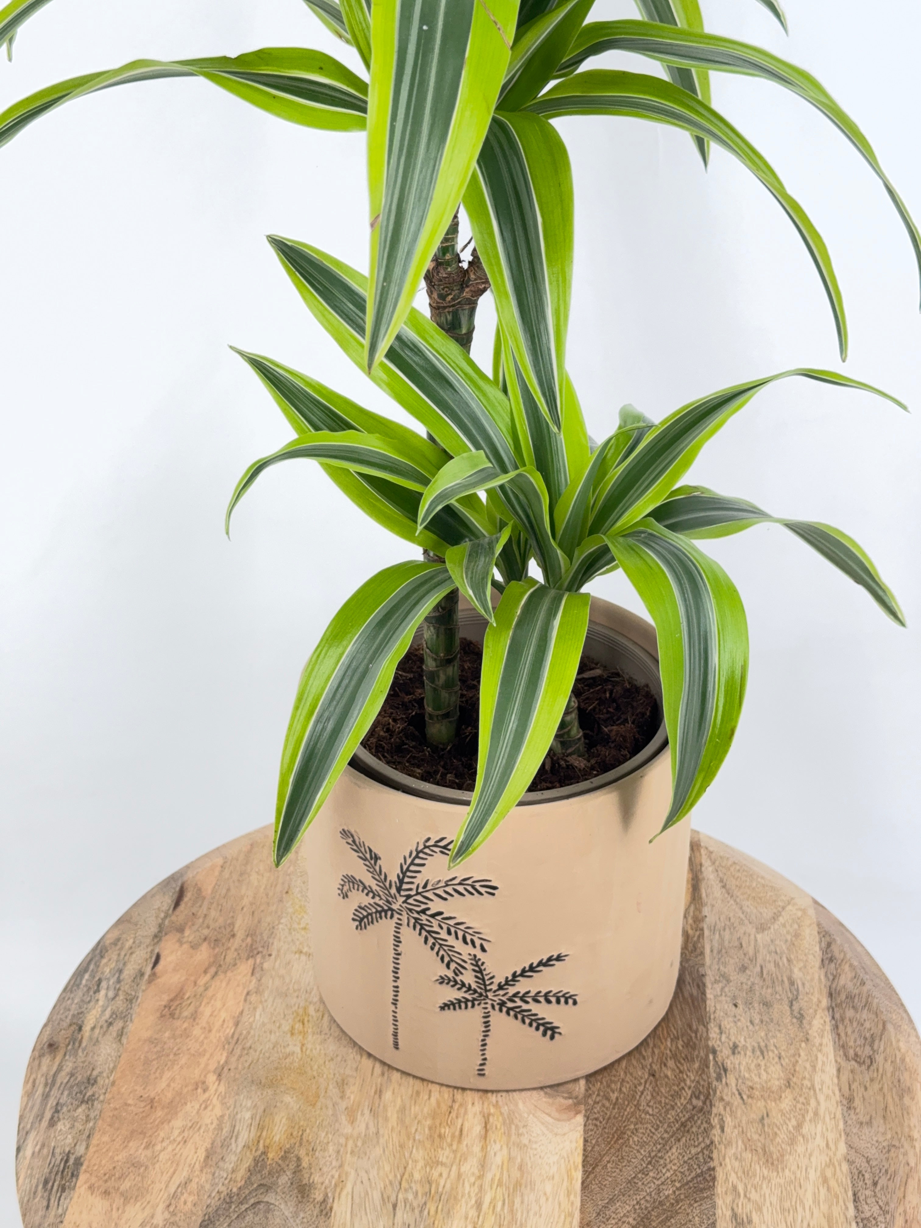 DRACAENA LEMON LIME C20