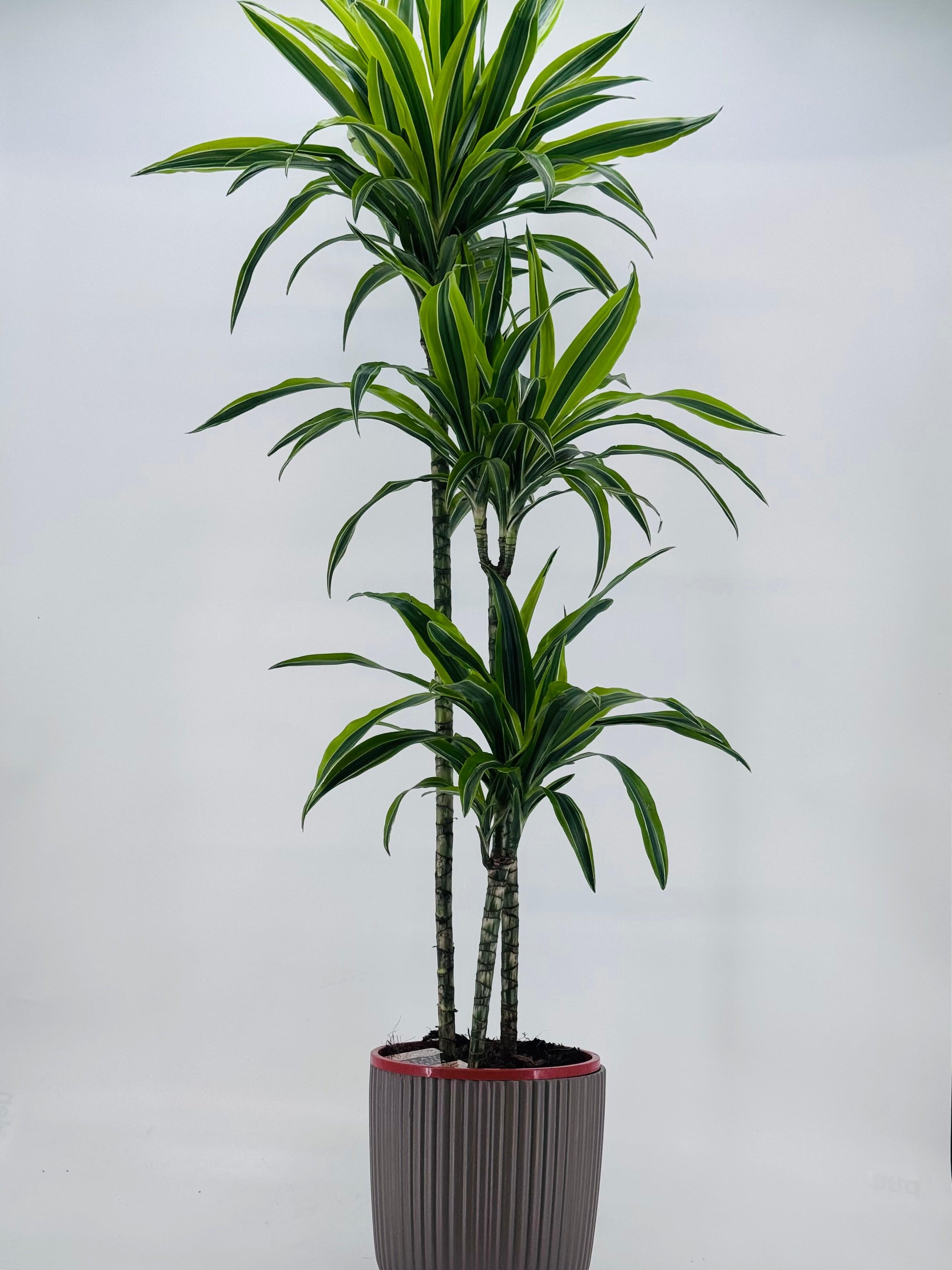 DRACAENA LEMON LIME C25 120.90.60.30CM