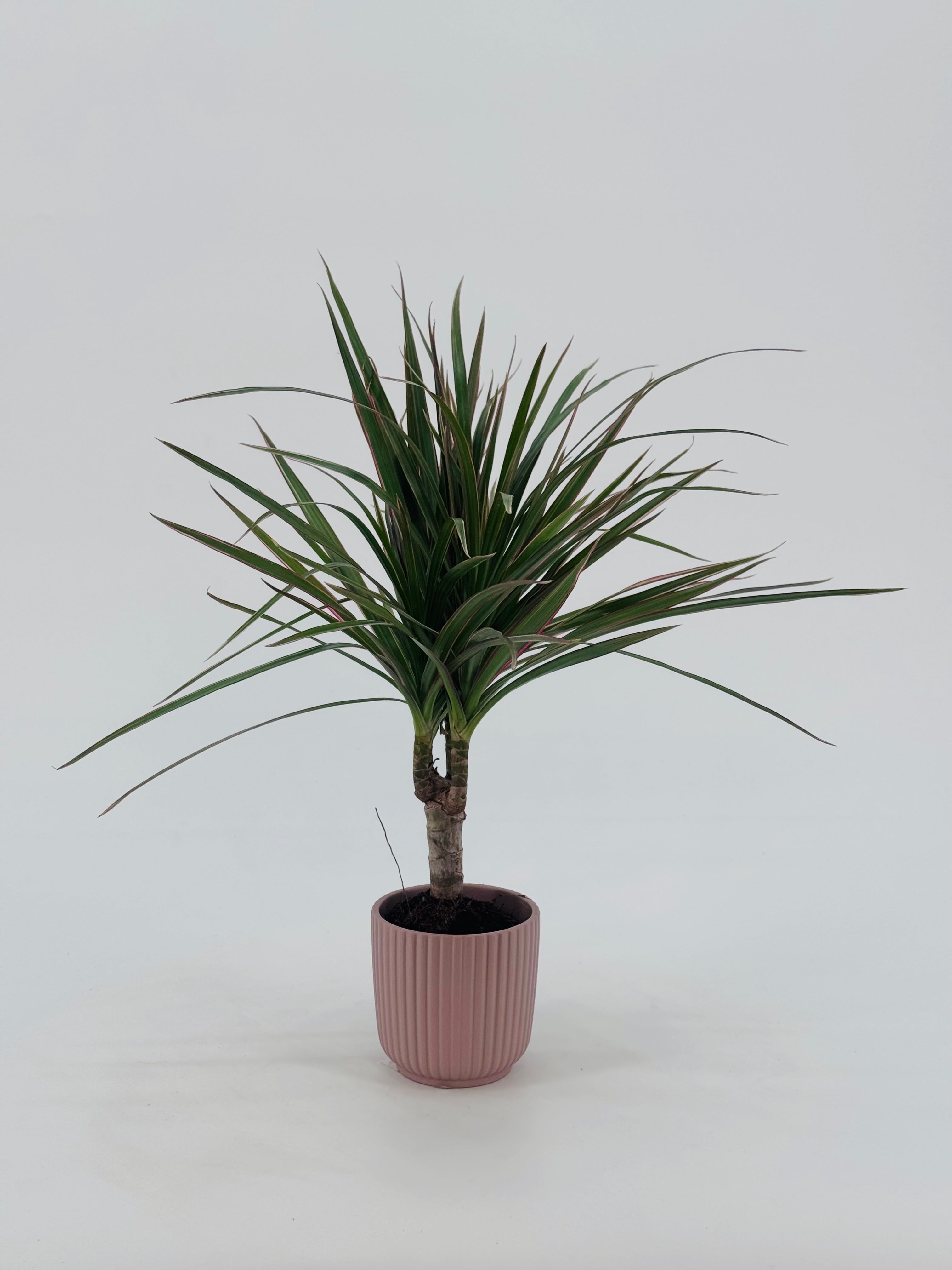 DRACAENA MARGINATA BICOLOR 10CM