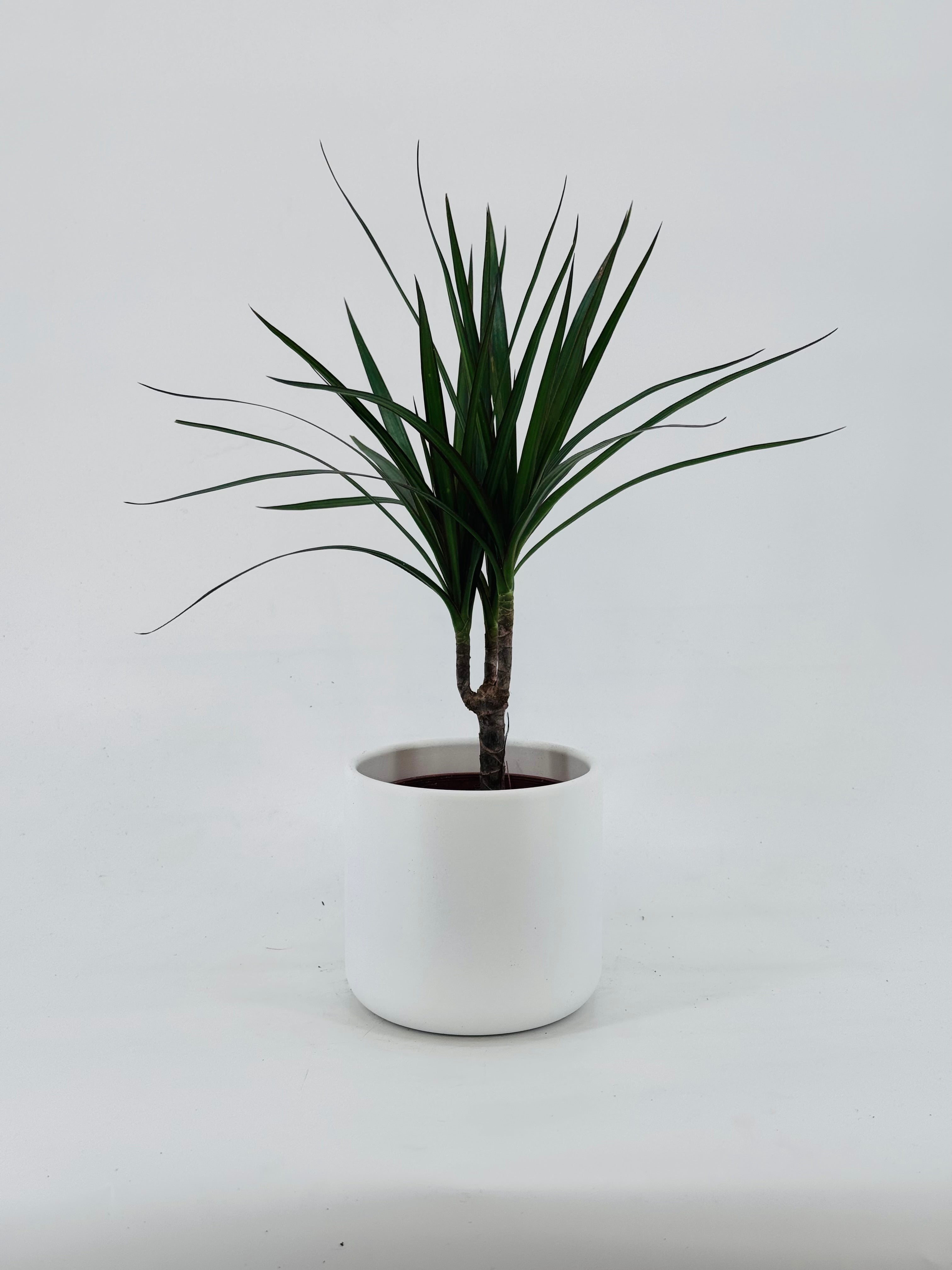 DRACAENA MARGINATA M12