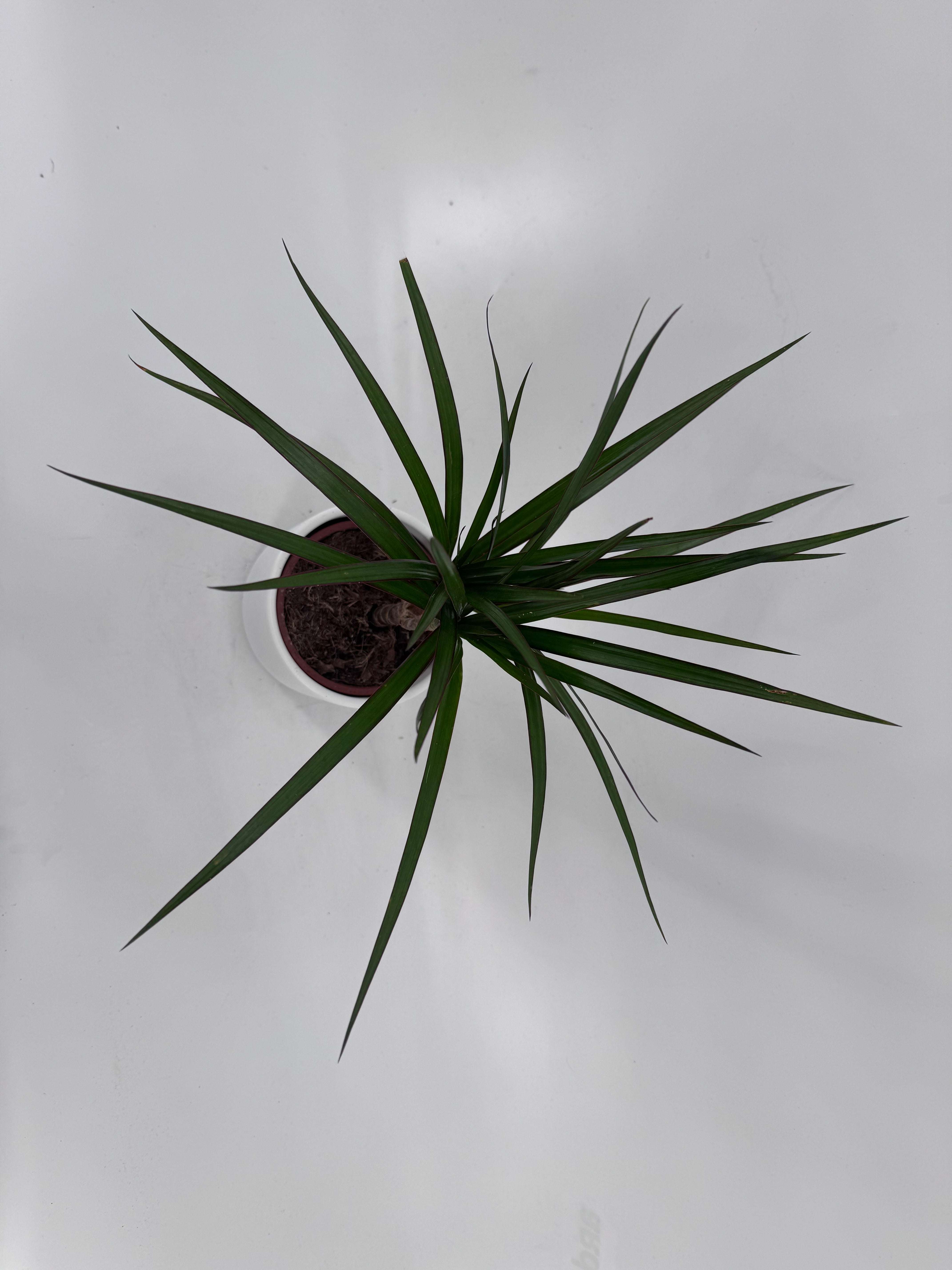DRACAENA MARGINATA M12