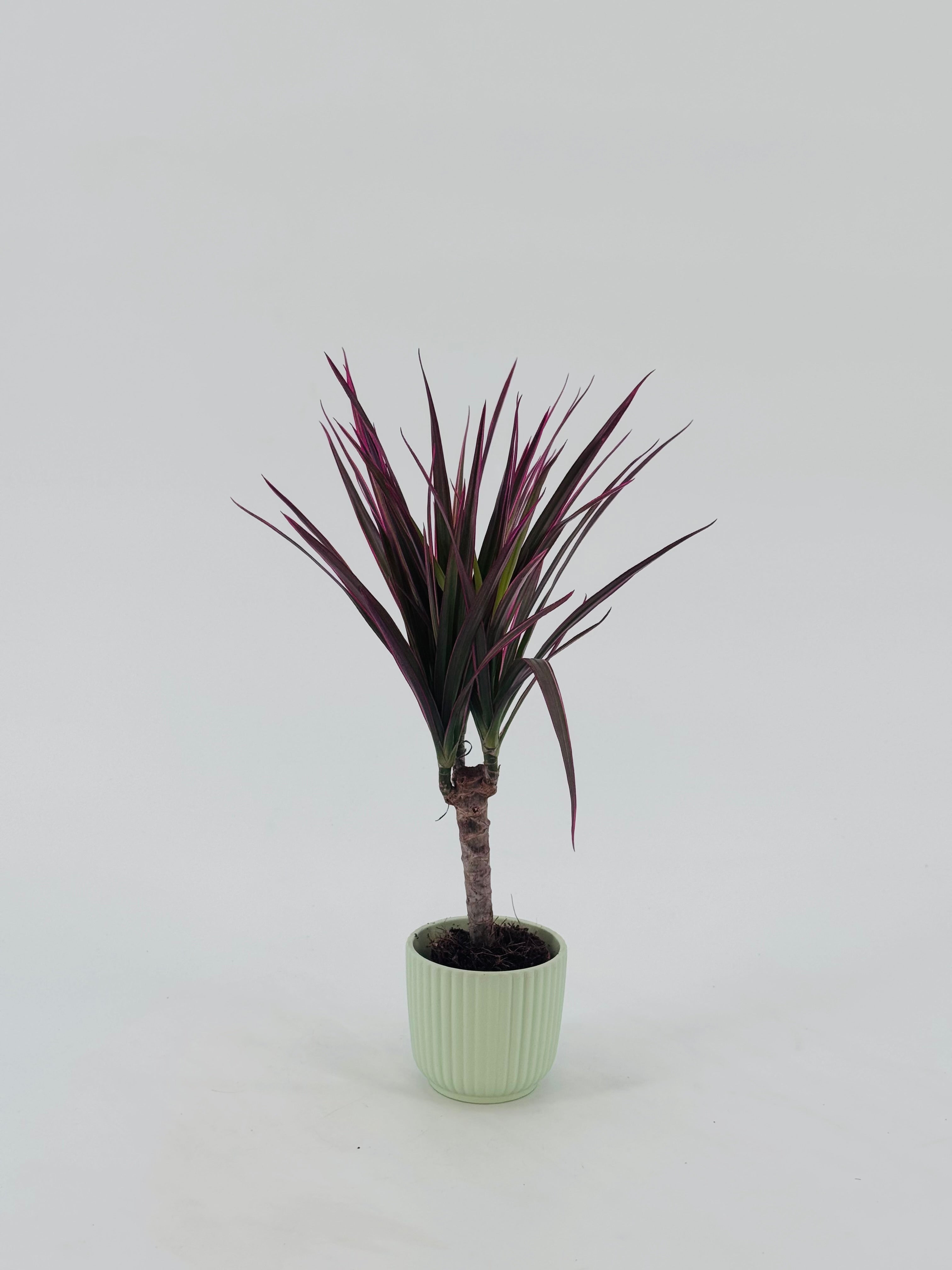 DRACAENA MARGINATA MAGENTA M7