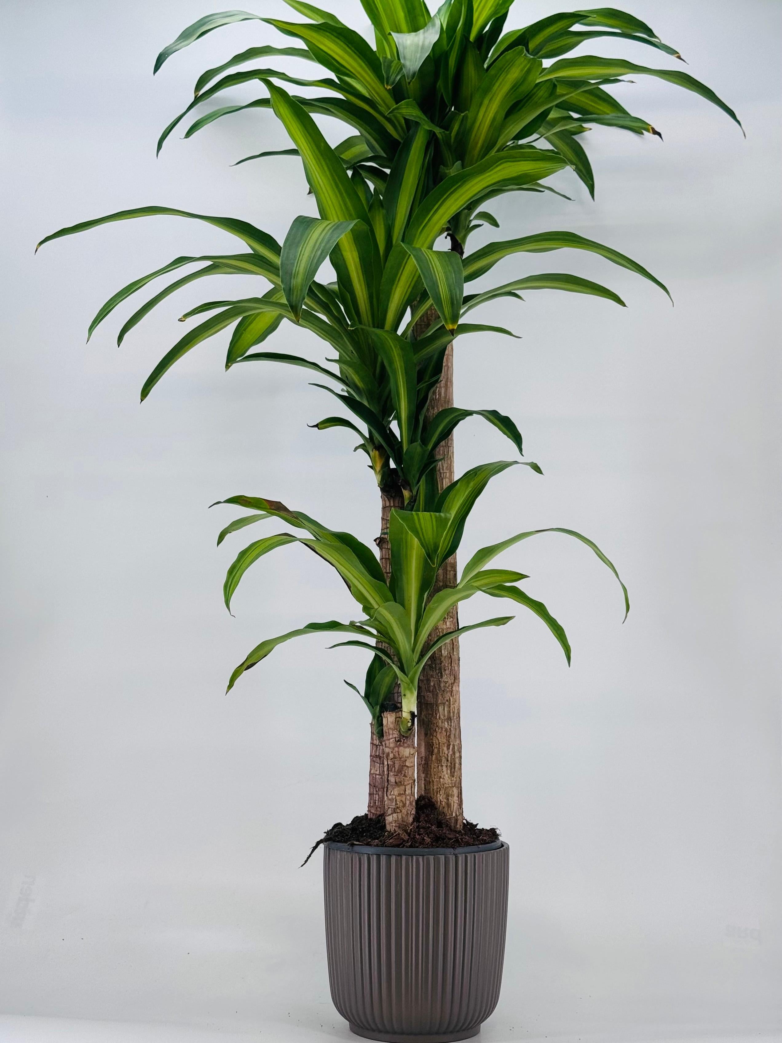 DRACAENA MASSANGEANA C25