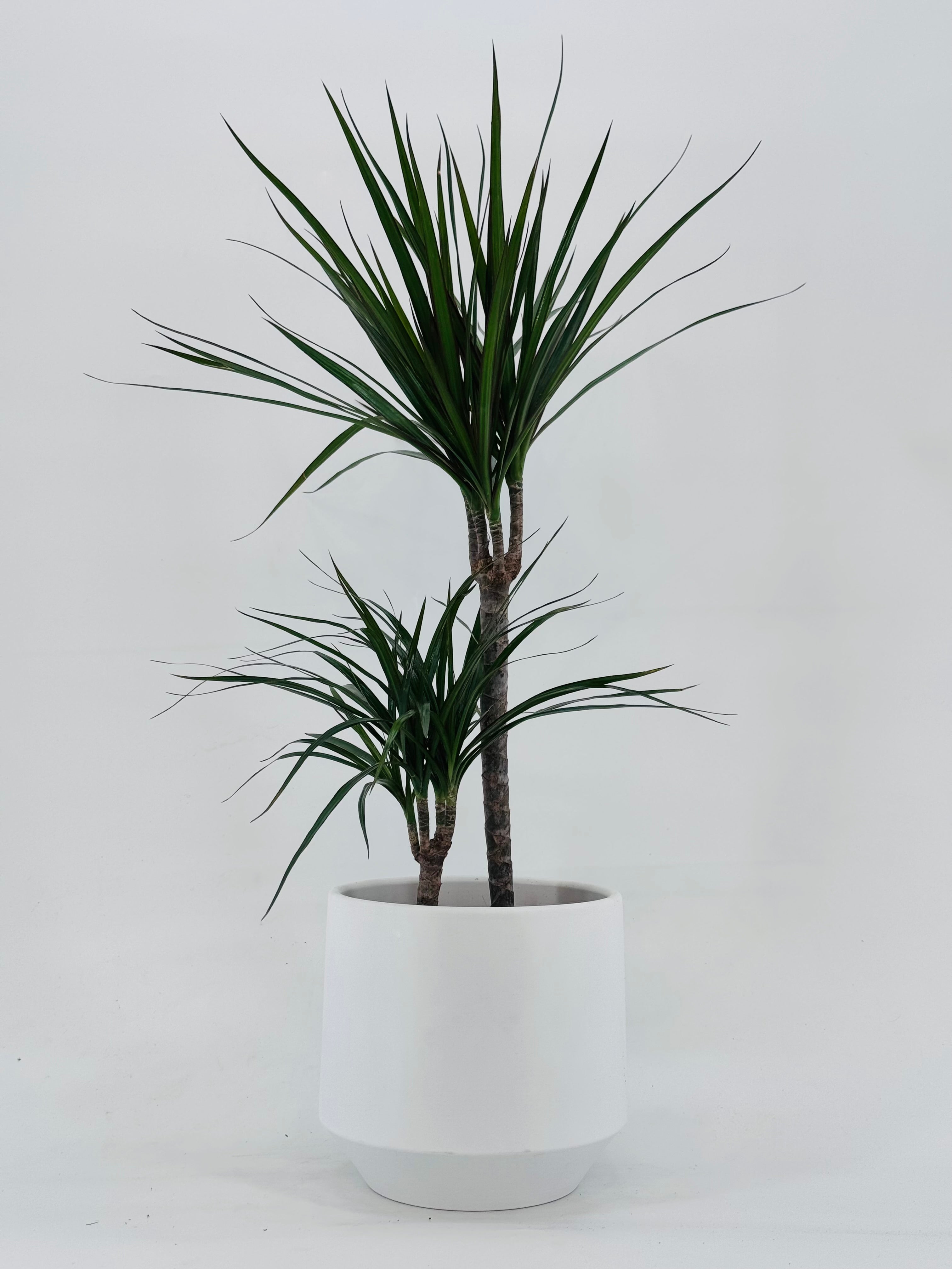 DRACAENA MIX M17