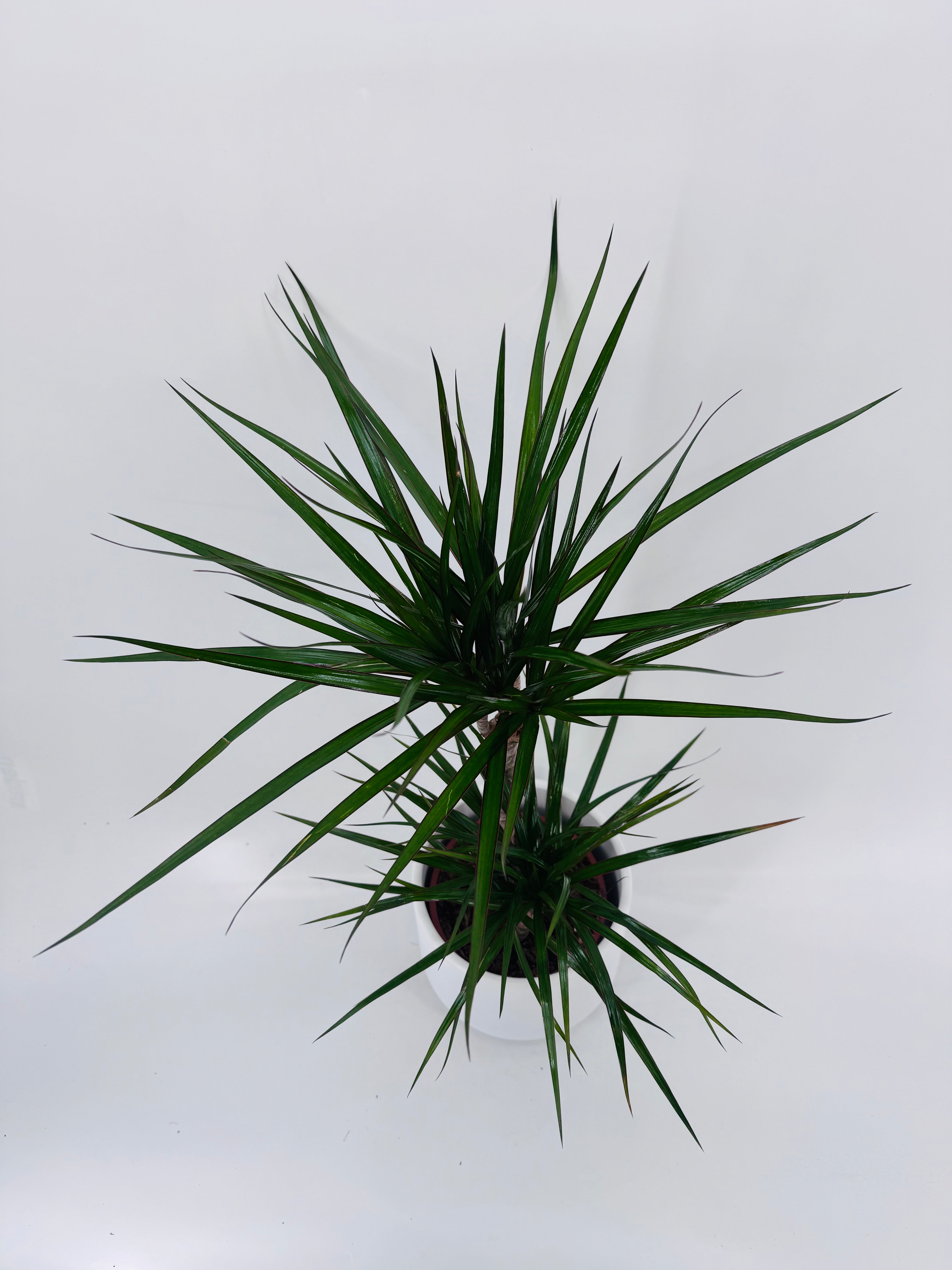 DRACAENA MIX M17