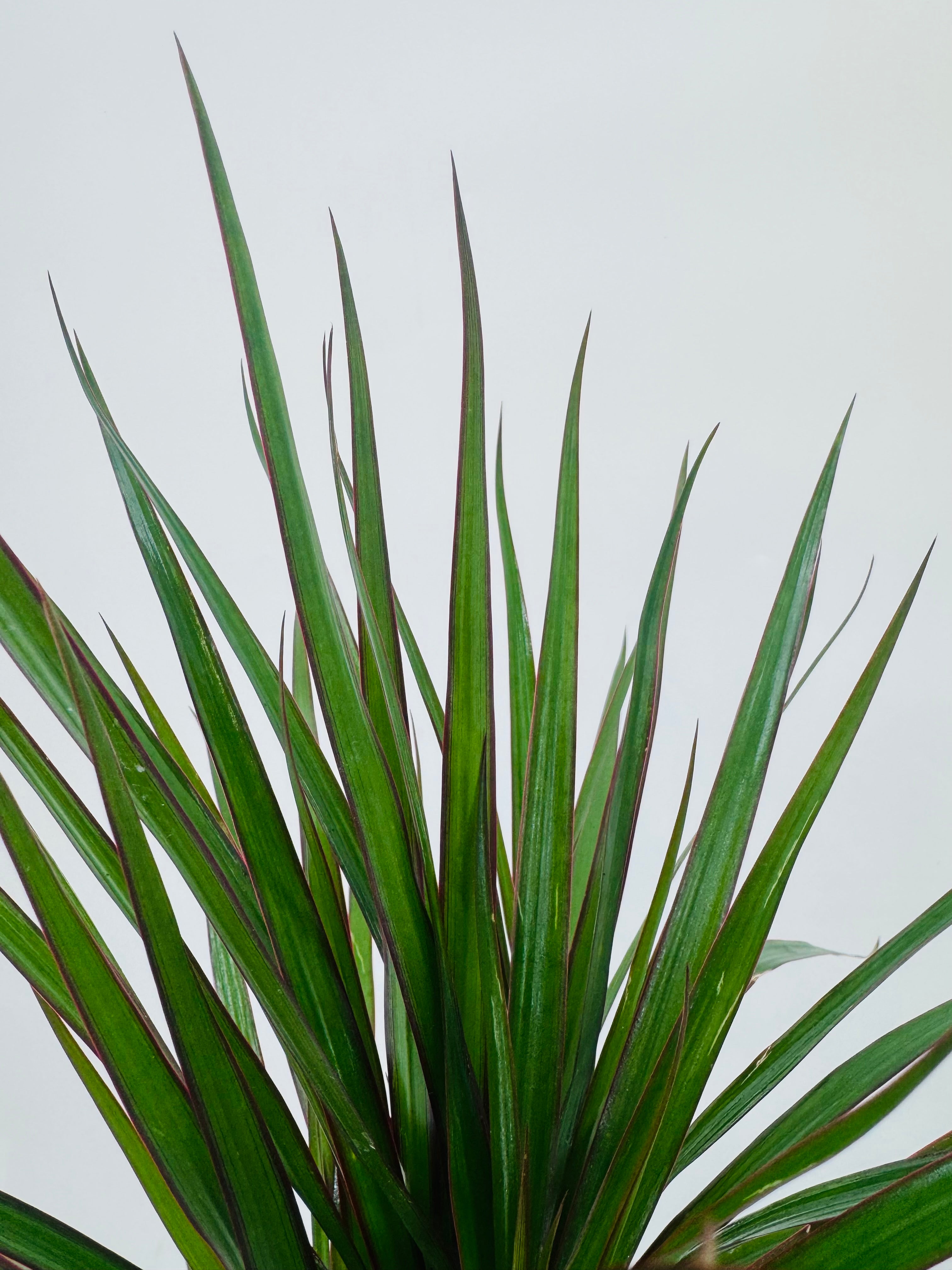 Dracaena Mix M17 con hojas verdes y bordes rojizos, ideal para interiores.