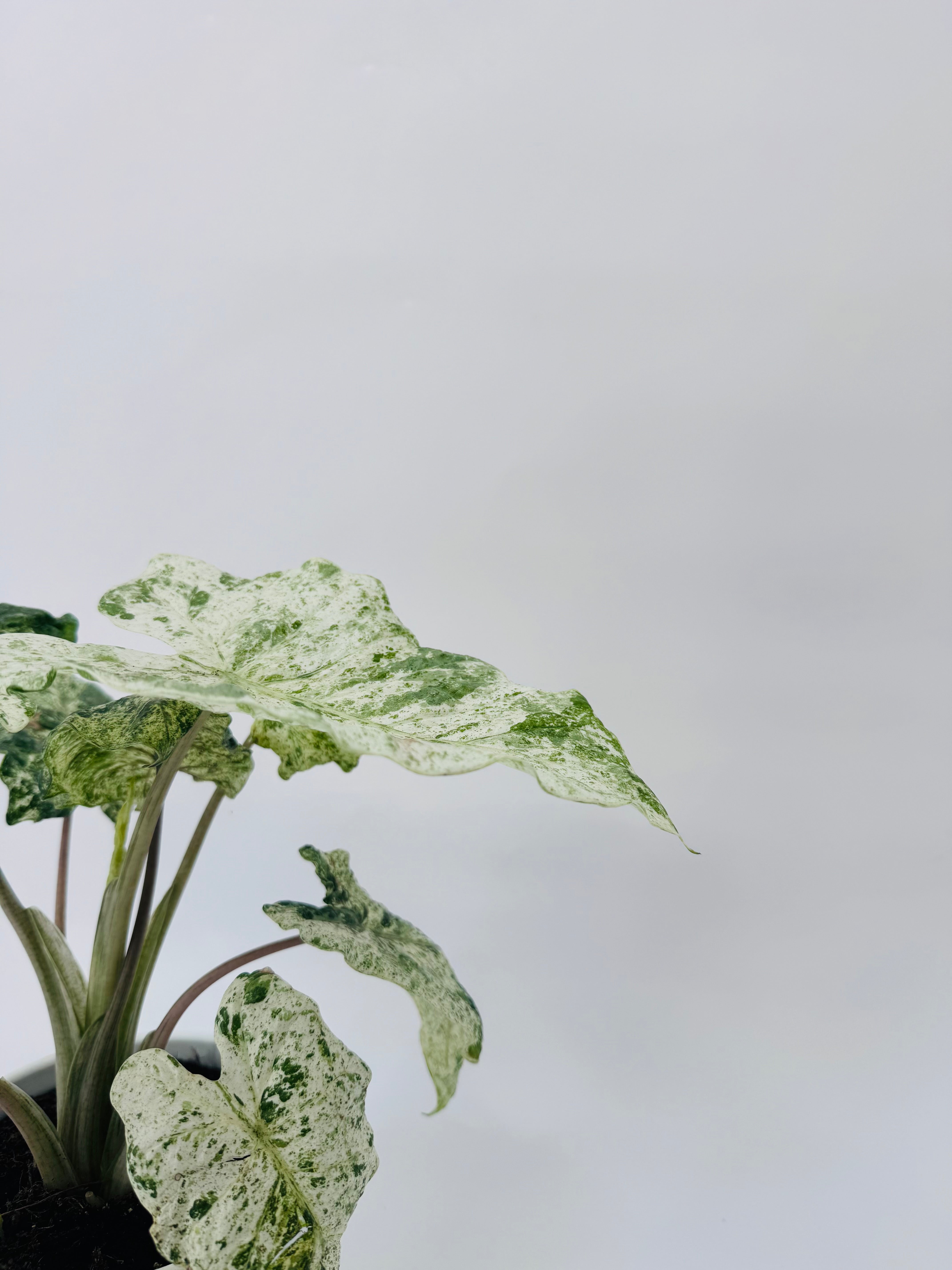 ALOCASIA MACRORRHIZA SPLASH M14