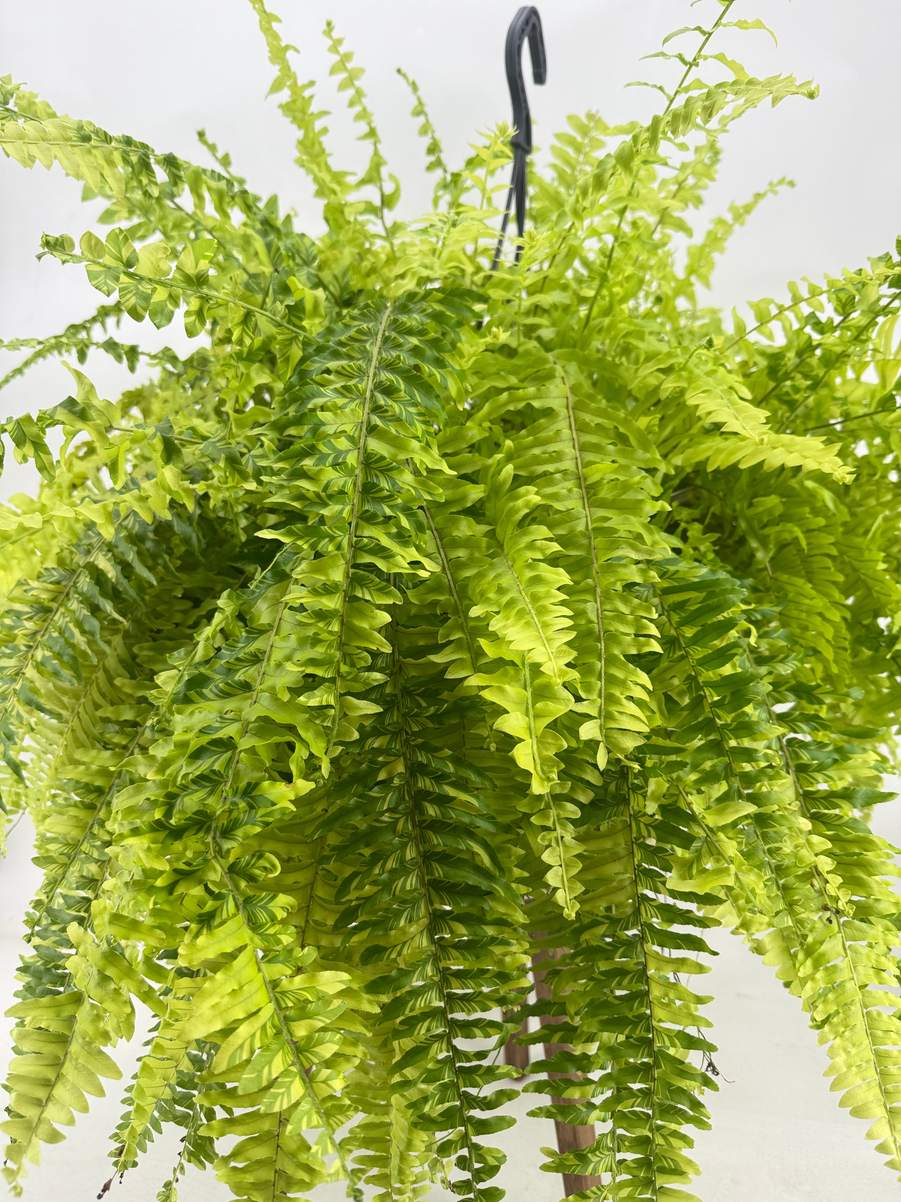NEPHROLEPIS EXALTATA TIGER M20