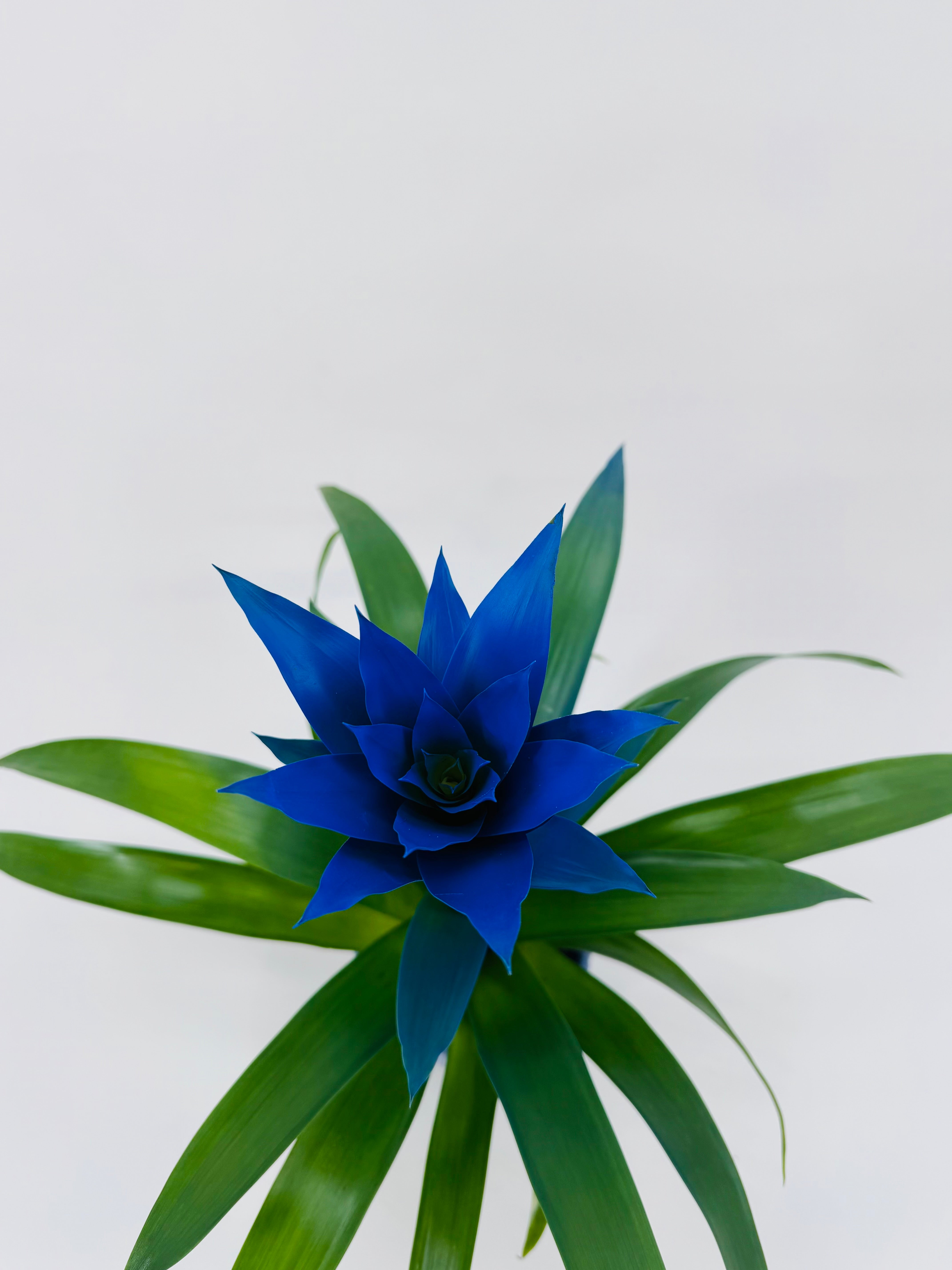 GUZMANIA HYBRID OCEAN BLUE M13