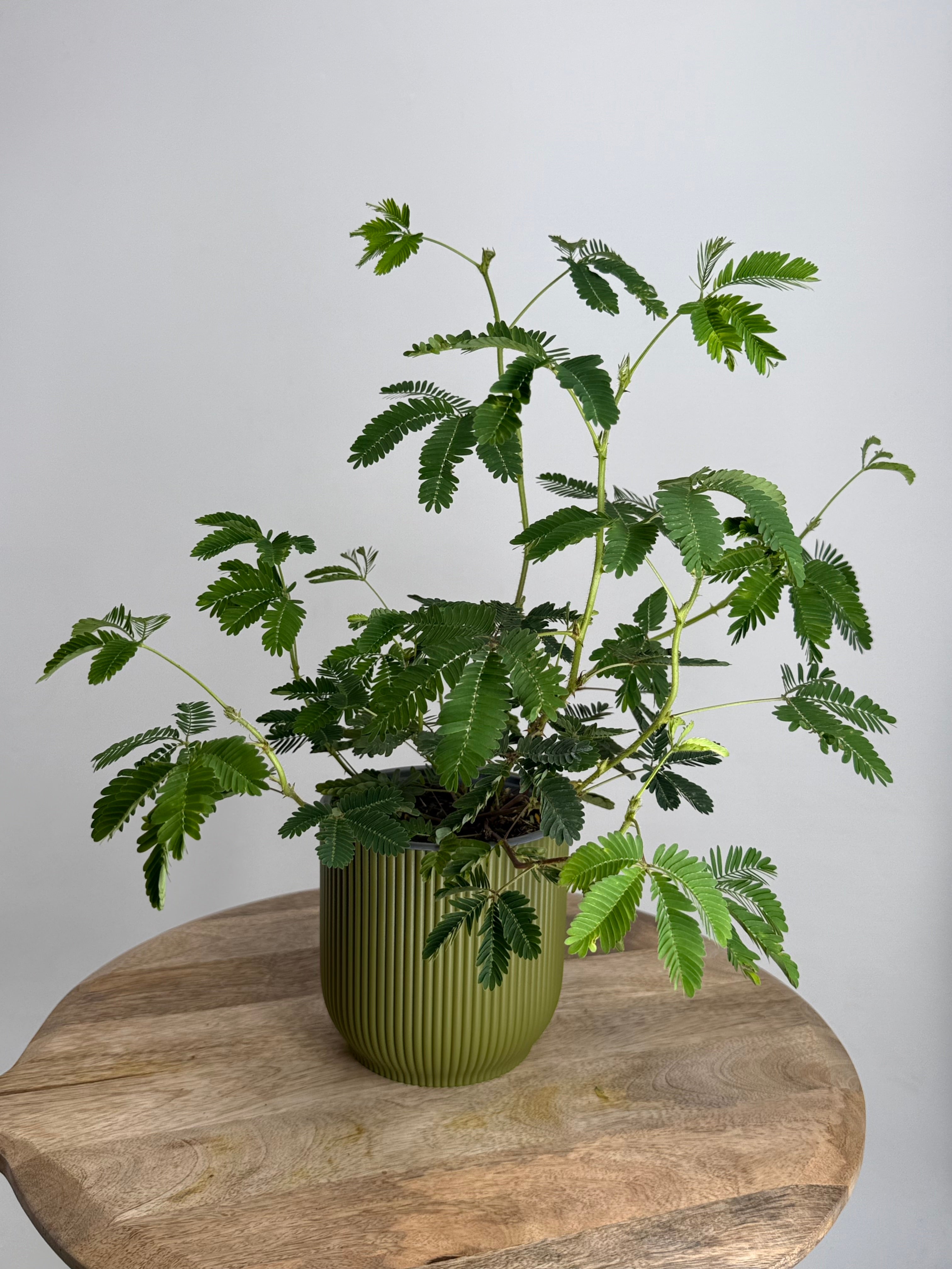 MIMOSA PUDICA M13