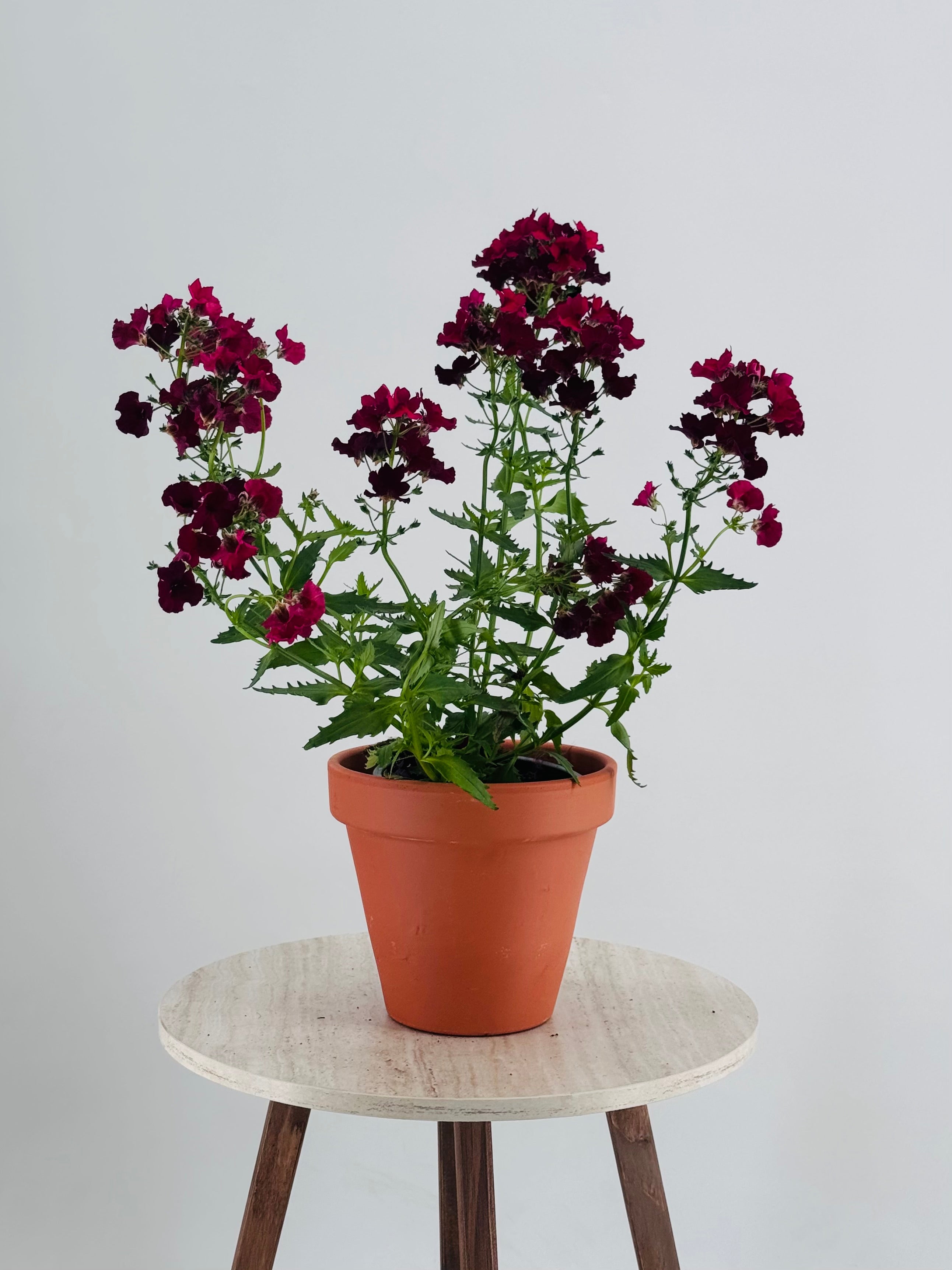 NEMESIA M13