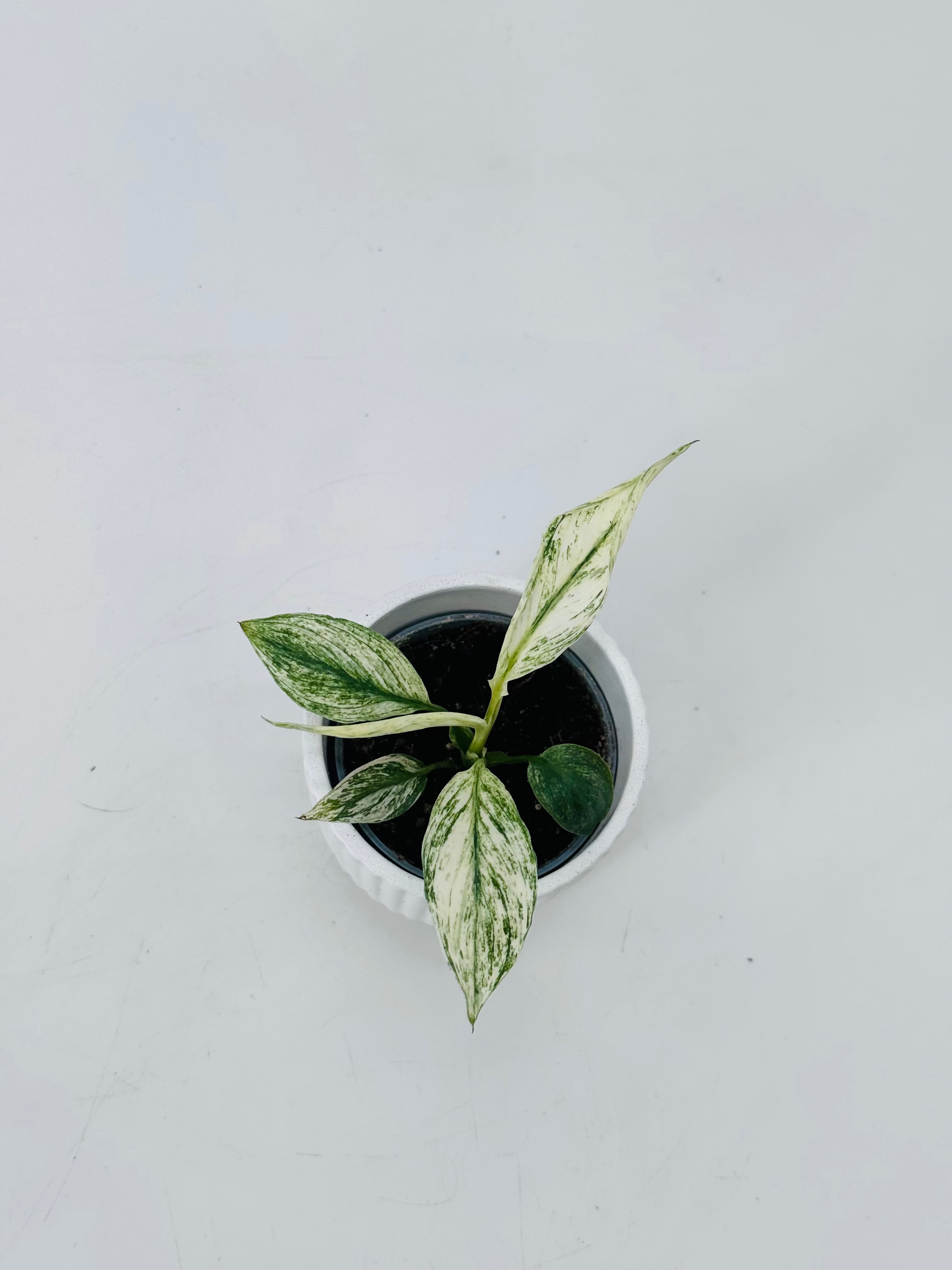 SPATHIPHYLLUM SENSATION VARIEGATA M6