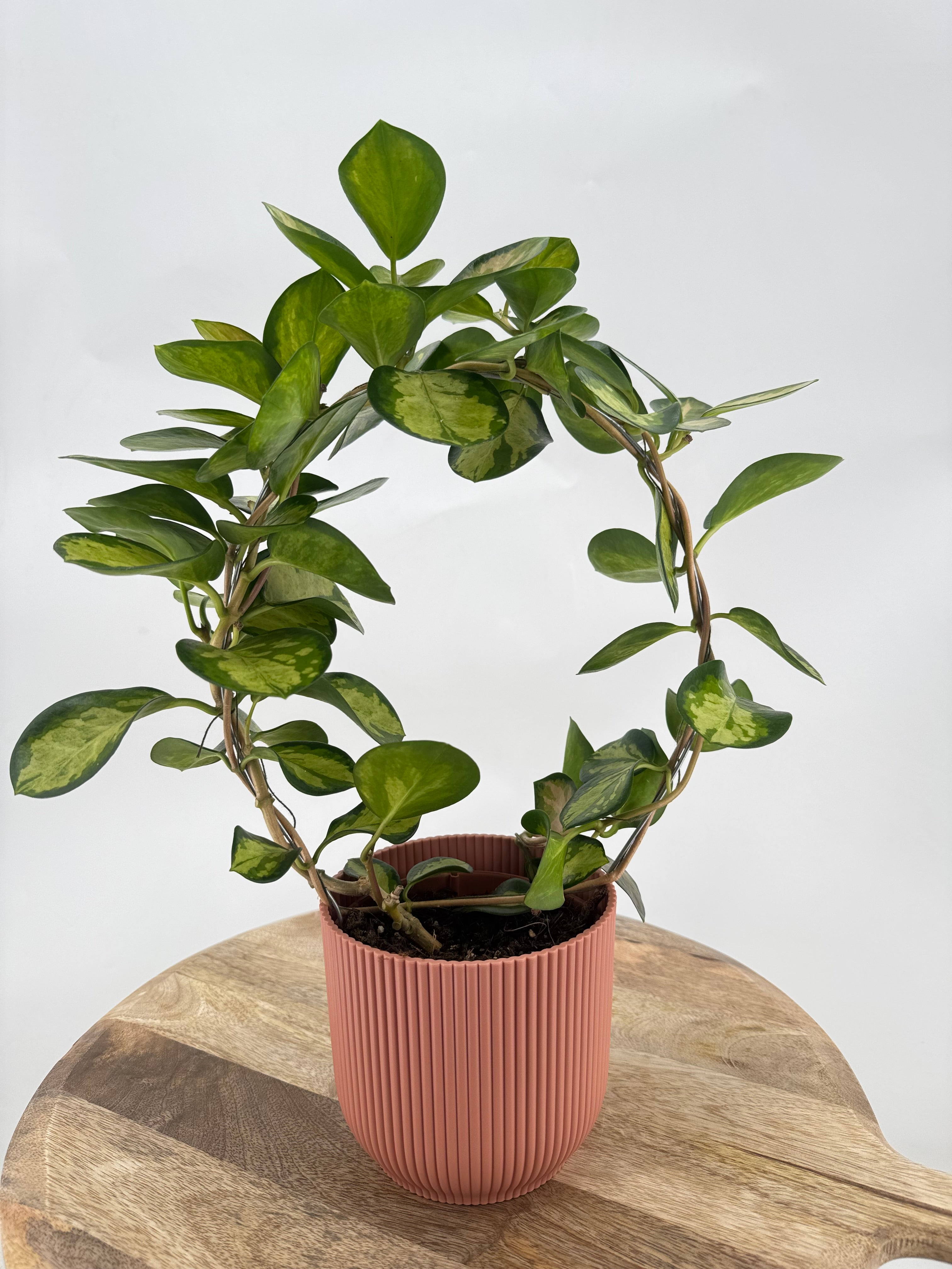 HOYA AUSTRALIS LISA M12 ARCH