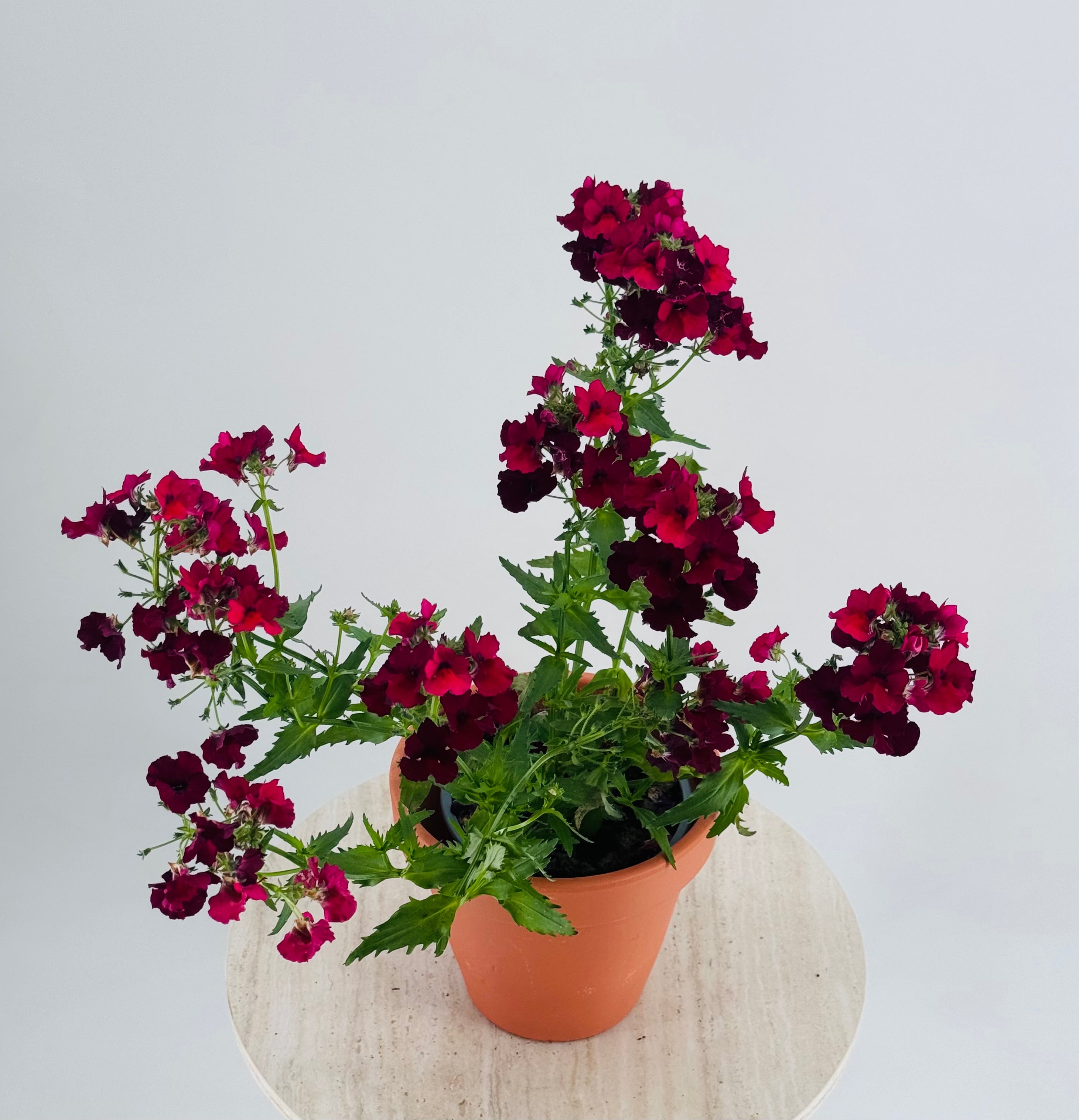 NEMESIA M13