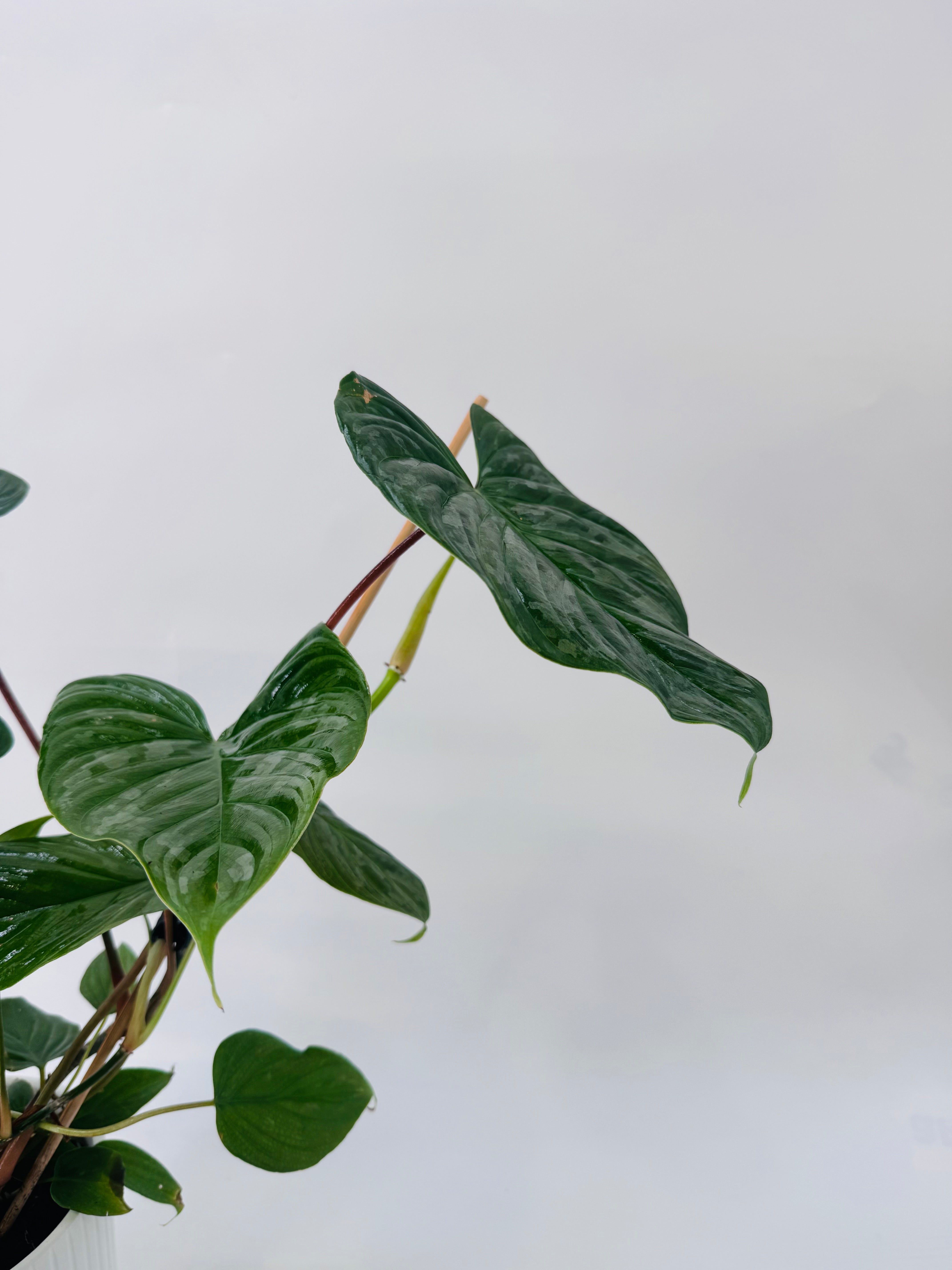 Philodendron Majestic M13 con hojas grandes, alargadas, verde oscuro y nervaduras claras, sobre fondo blanco.