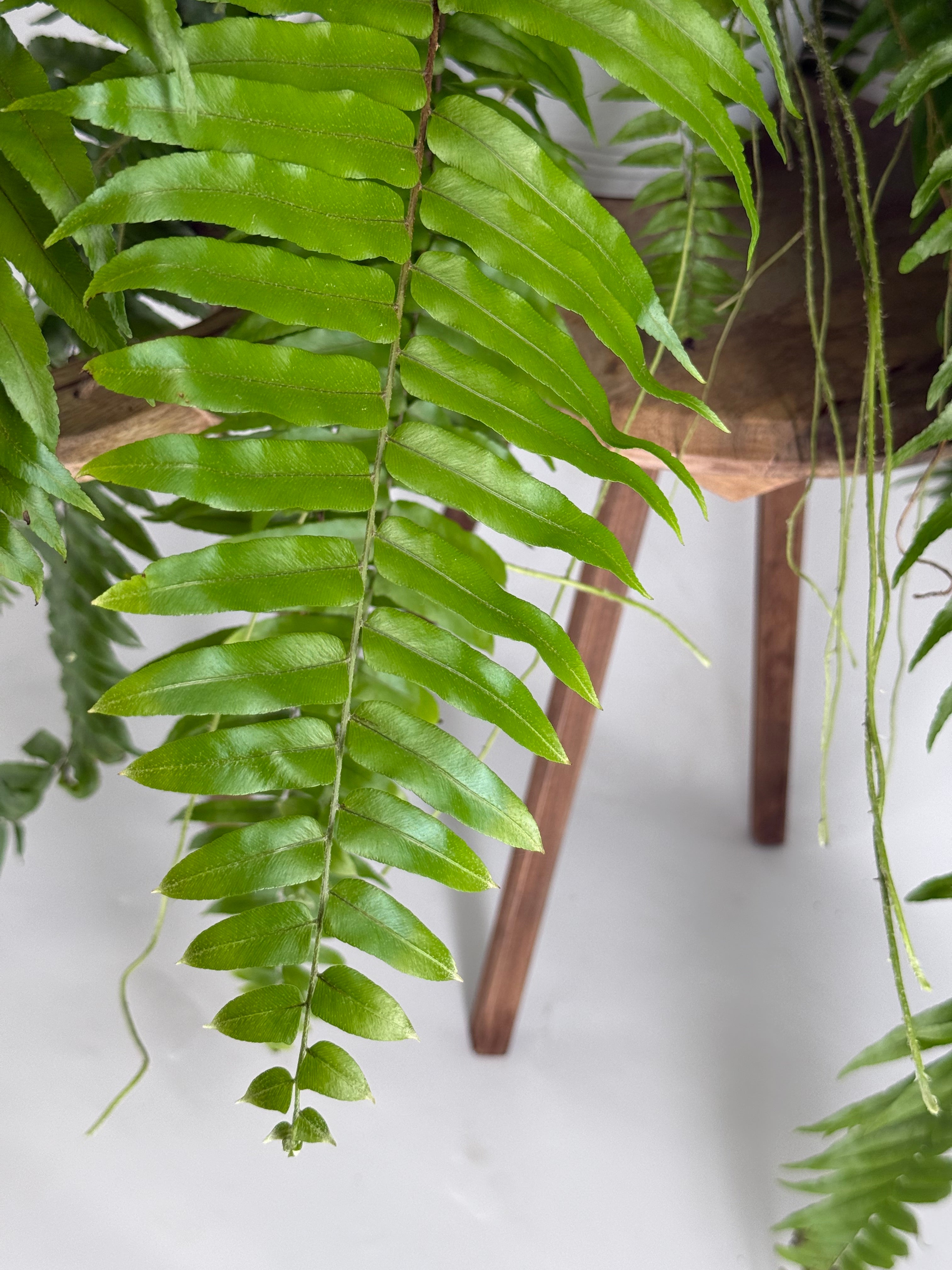 PLANTA  VARIADA COLGAR MAQUI