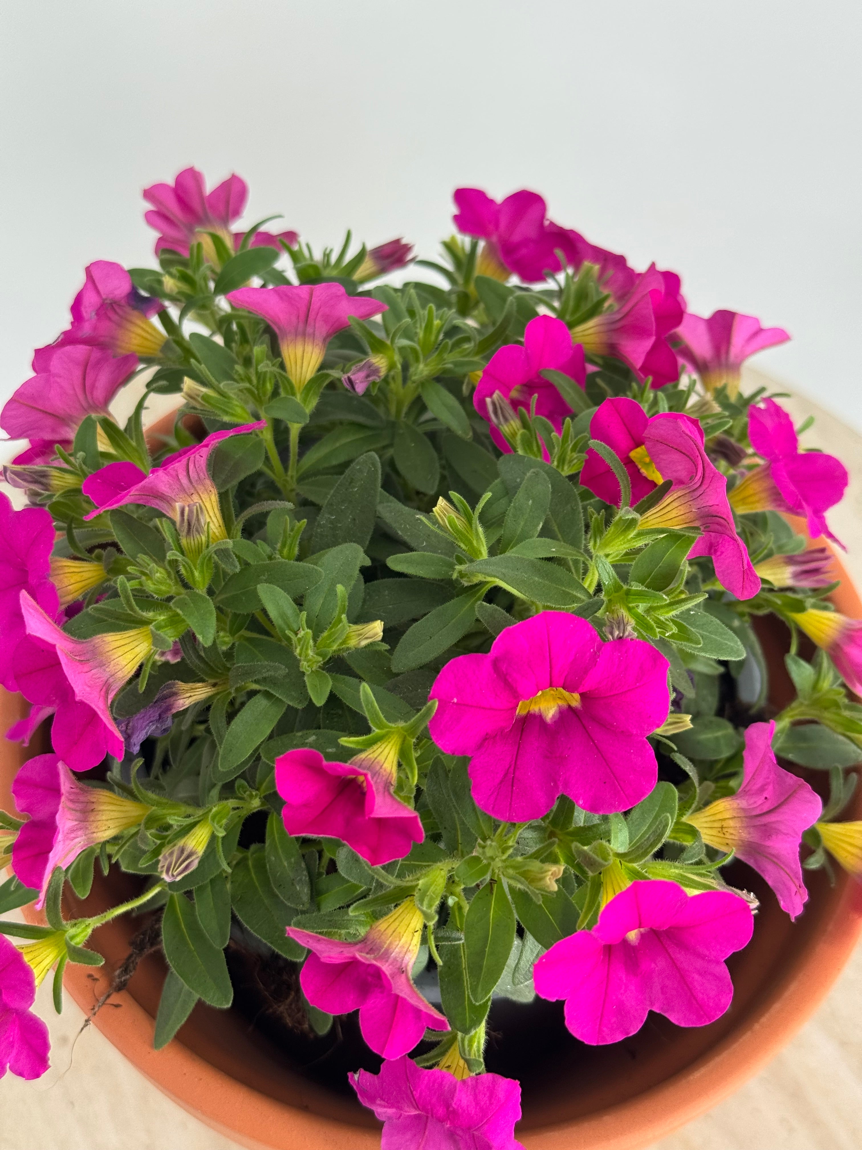 CALIBRACHOA M13